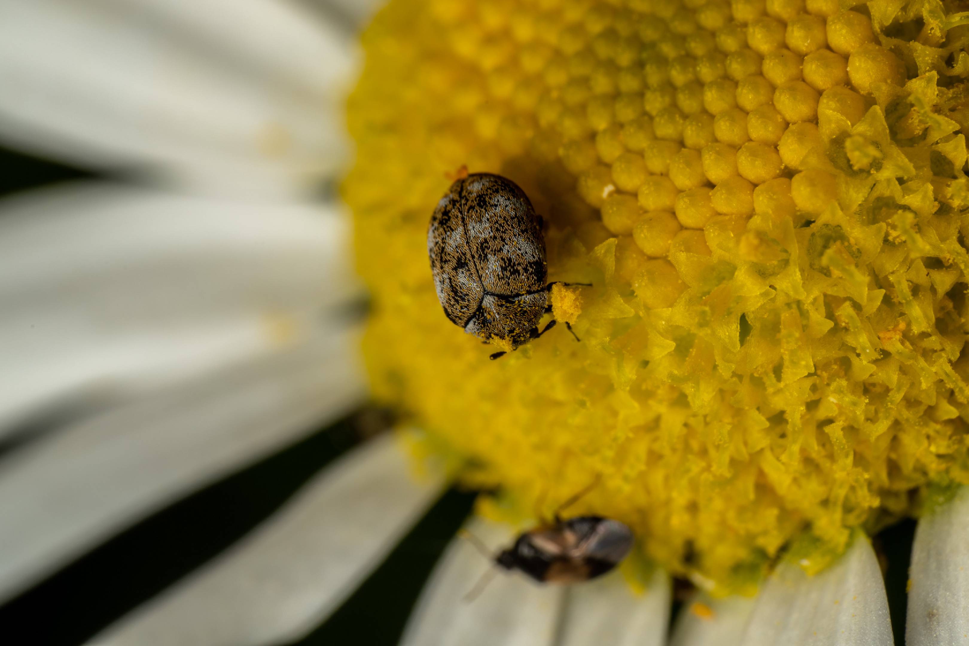 Common Carpet Beetle | Common Carpet Beetle
