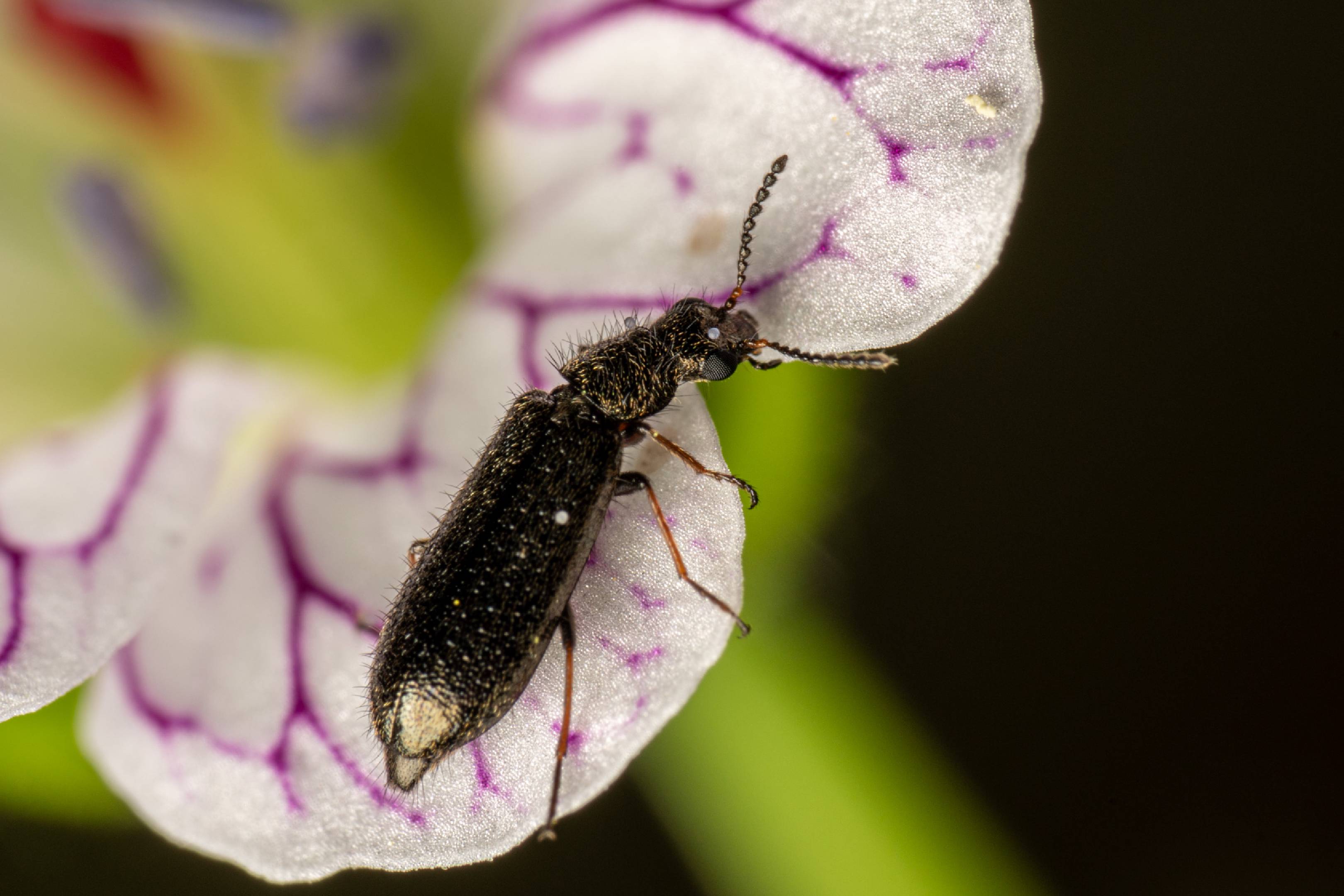 Dasytes aeratus | Dasytes aeratus