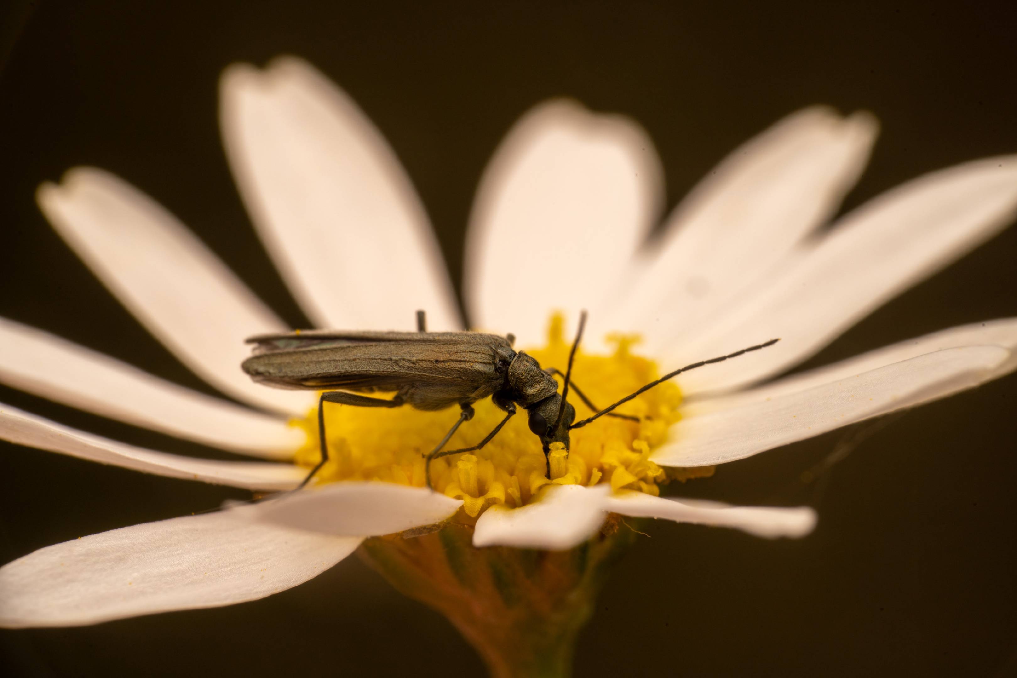 Oedemera lurida | Oedemera lurida