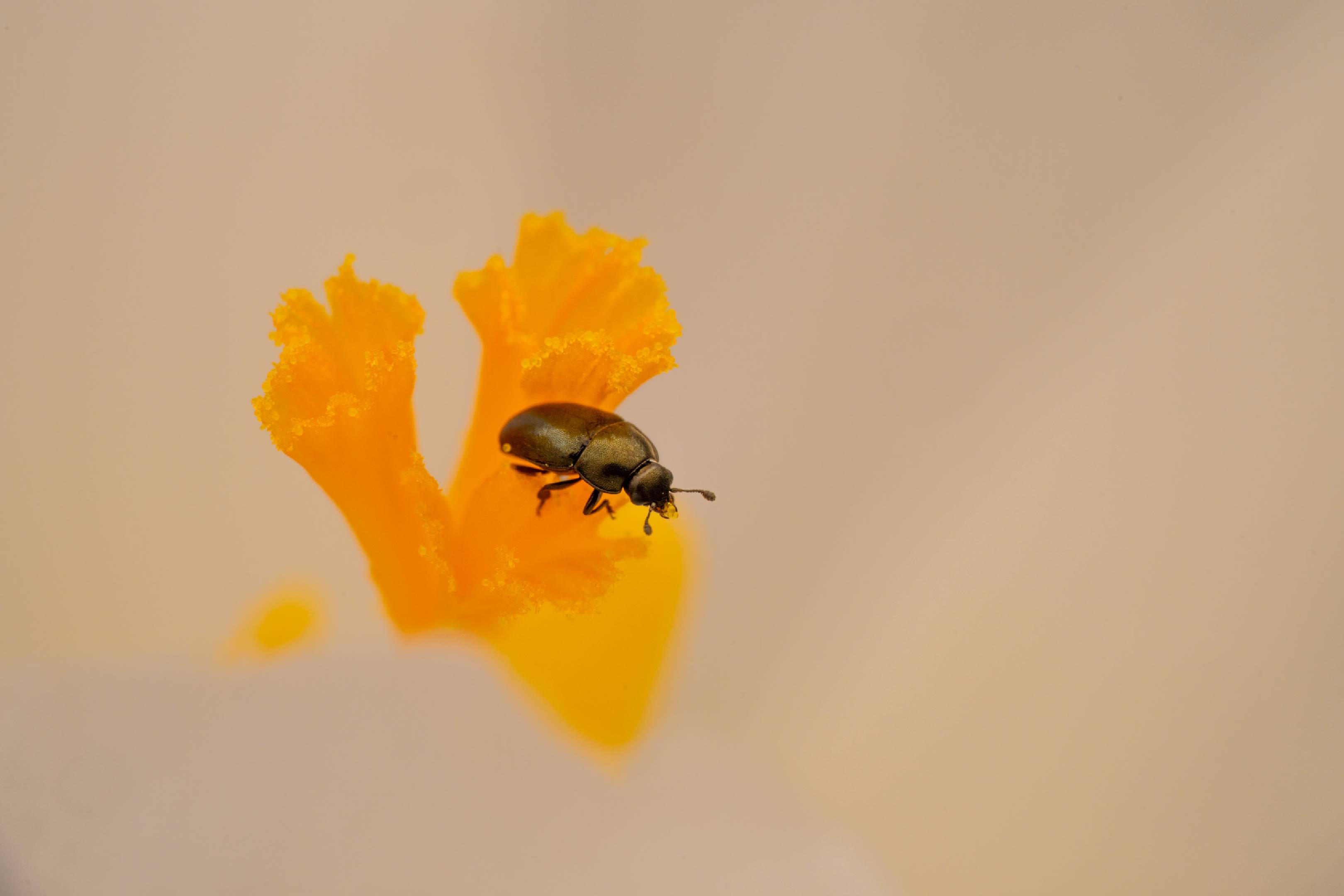 Common Pollen Beetle | Common Pollen Beetle