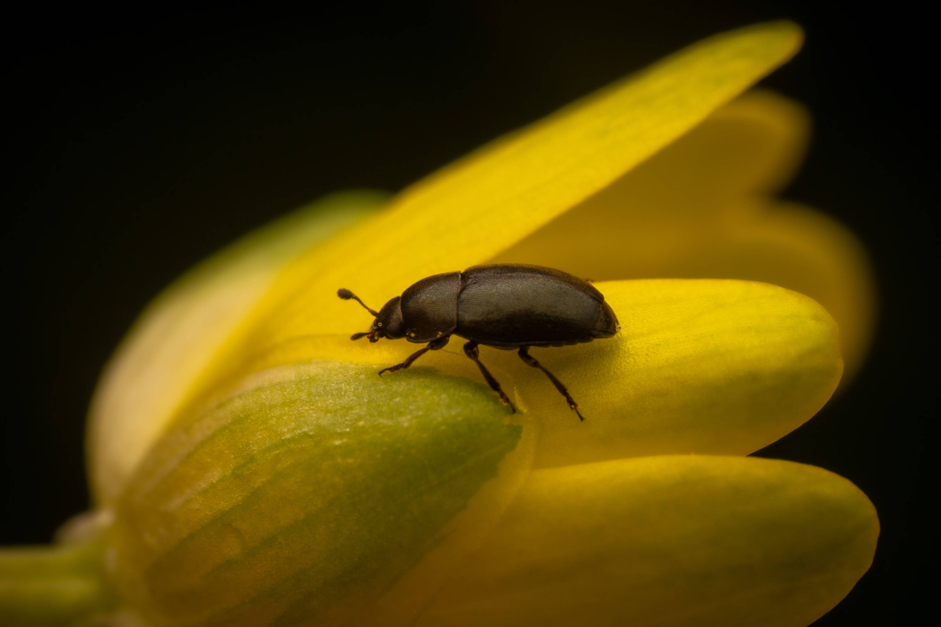 Common Pollen Beetle | Common Pollen Beetle
