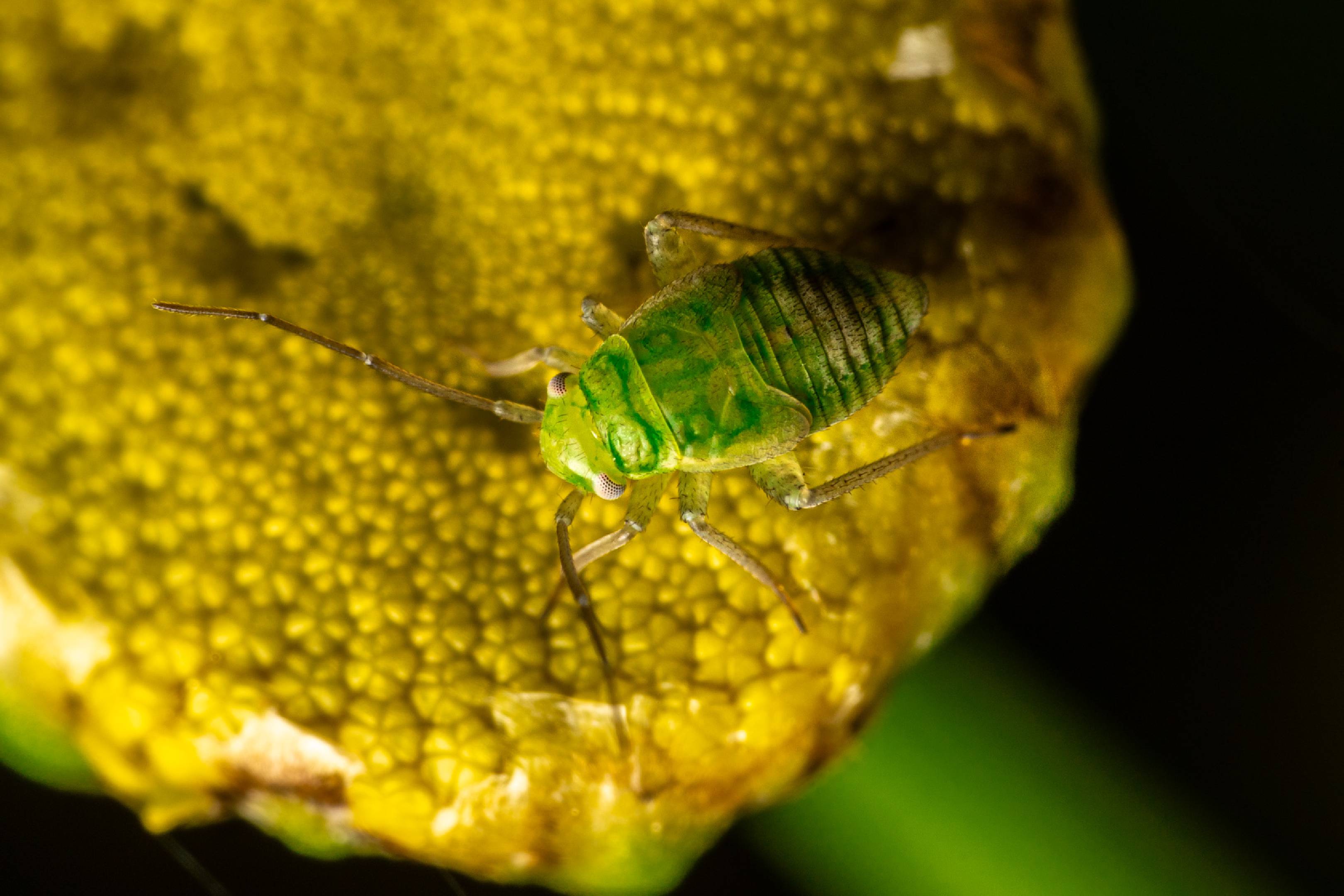 Pea Aphid | Pea Aphid