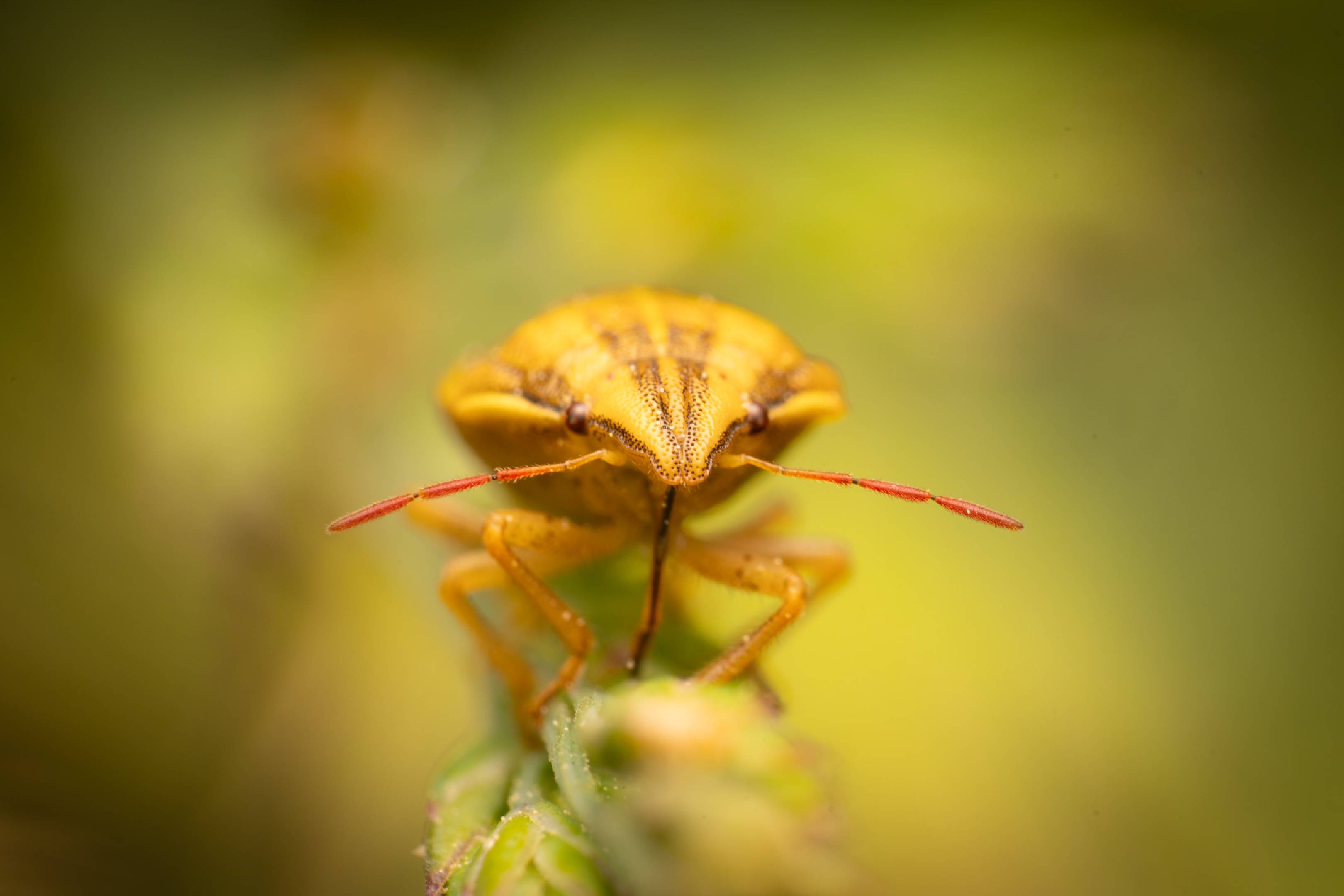 Bishop's Mitre Shield Bug | Bishop's Mitre Shield Bug