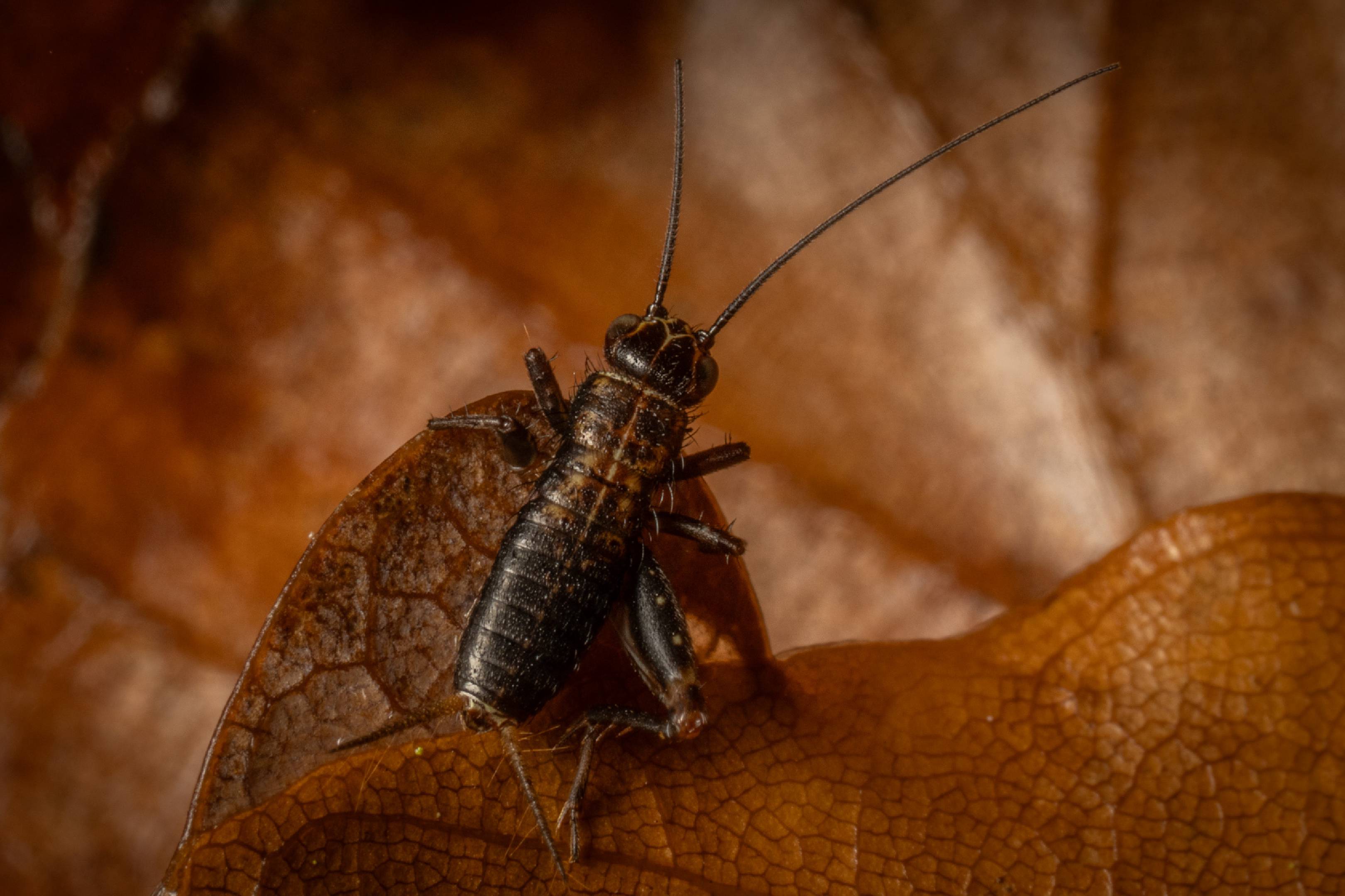Wood Cricket | Wood Cricket