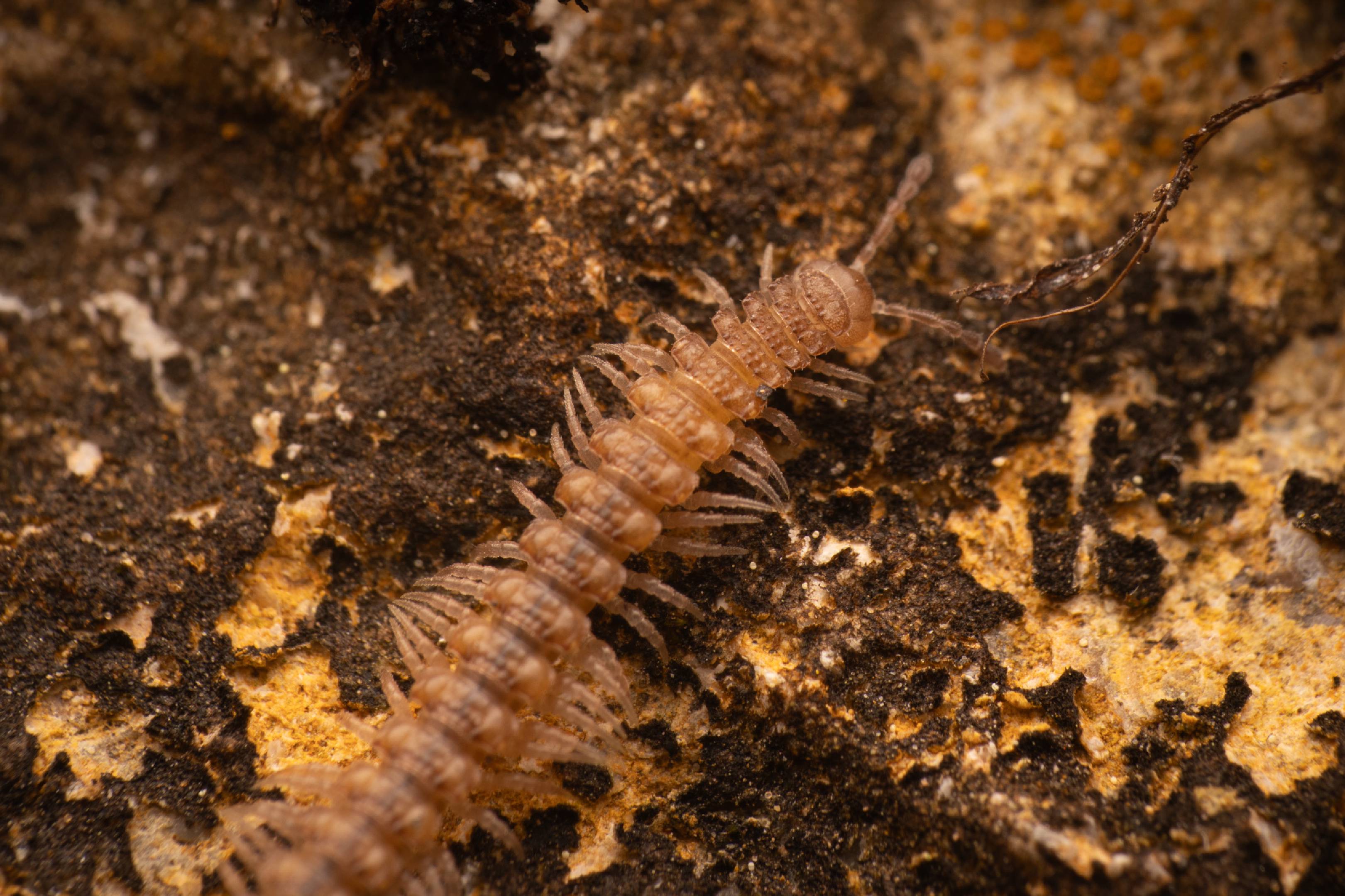 Polydesmidae | Polydesmidae