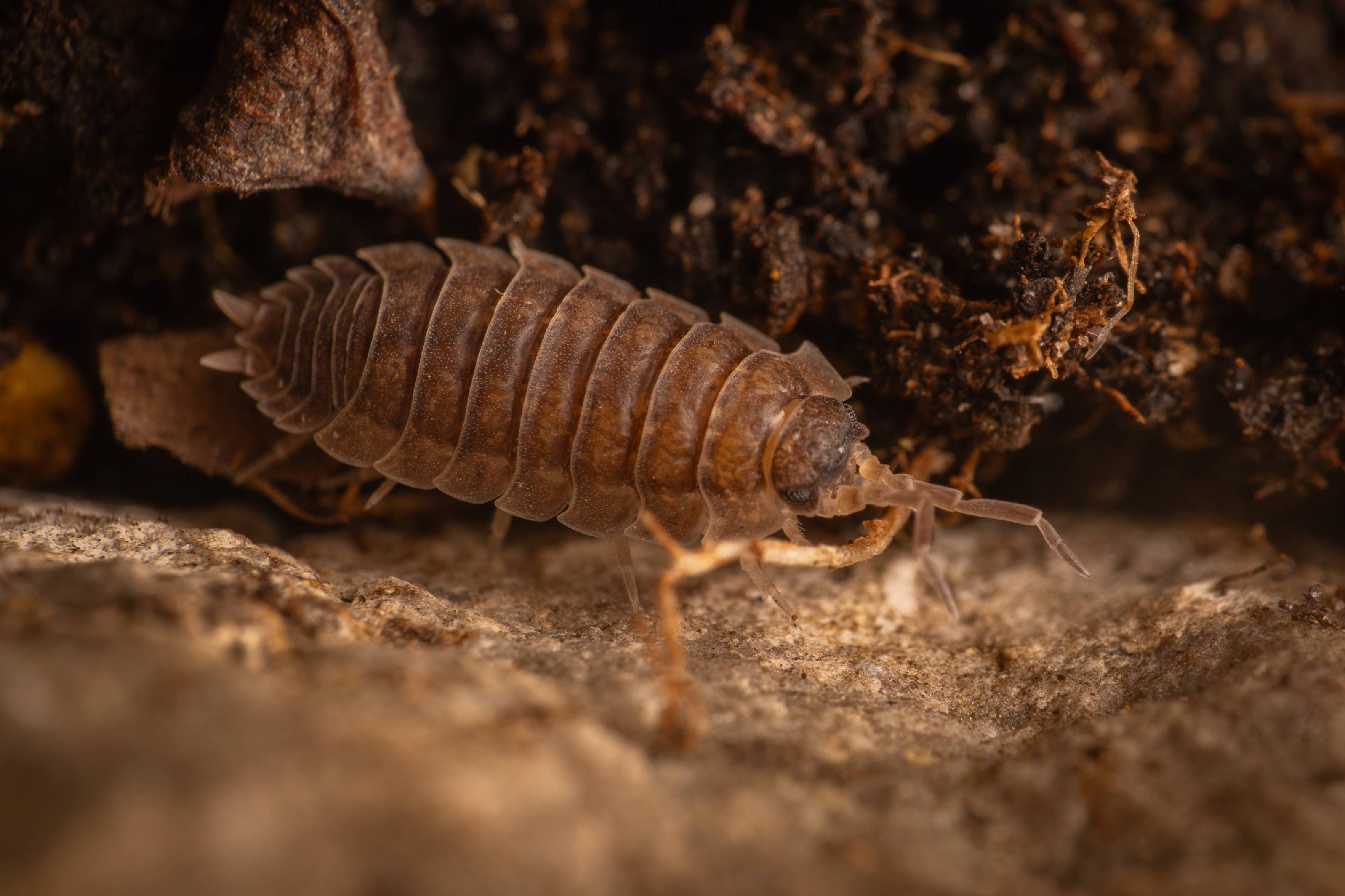 Common Rough Woodlouse | Common Rough Woodlouse