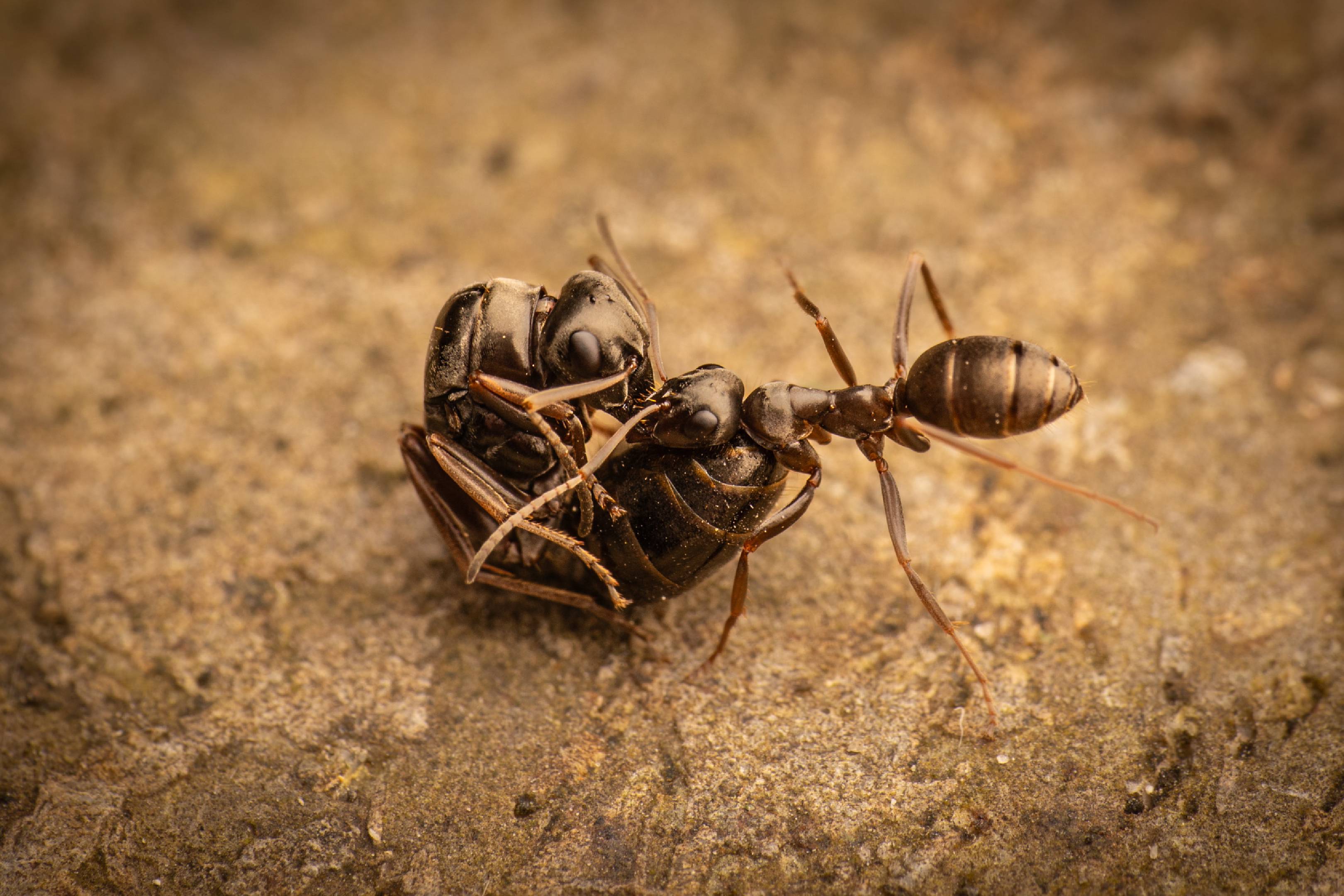 Black Garden Ant | Black Garden Ant