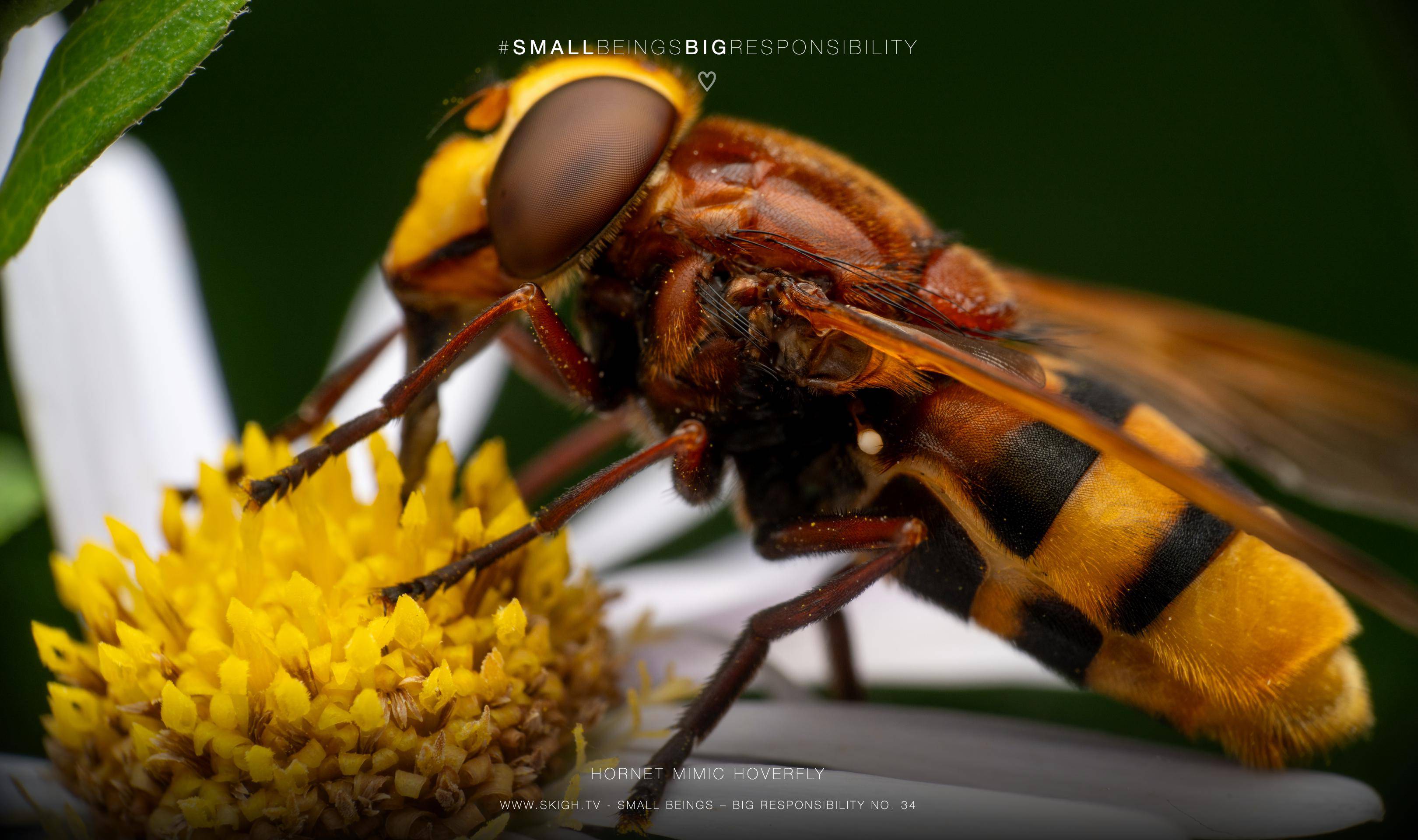 Hornet mimic hoverfly | 1/200s * f14 * ISO 200 * 90mm - FE 90mm F2.8 Macro G OSS - Sony α7R V Hornet mimic hoverfly