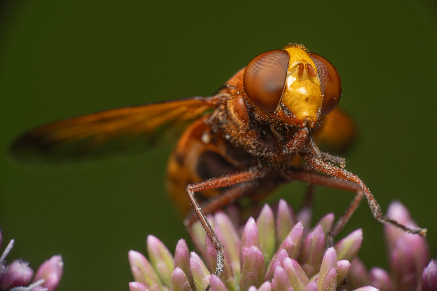 Hornet mimic hoverfly | 1/200s * f14 * ISO 200 * 90mm - FE 90mm F2.8 Macro G OSS - Sony α7R V Hornet mimic hoverfly