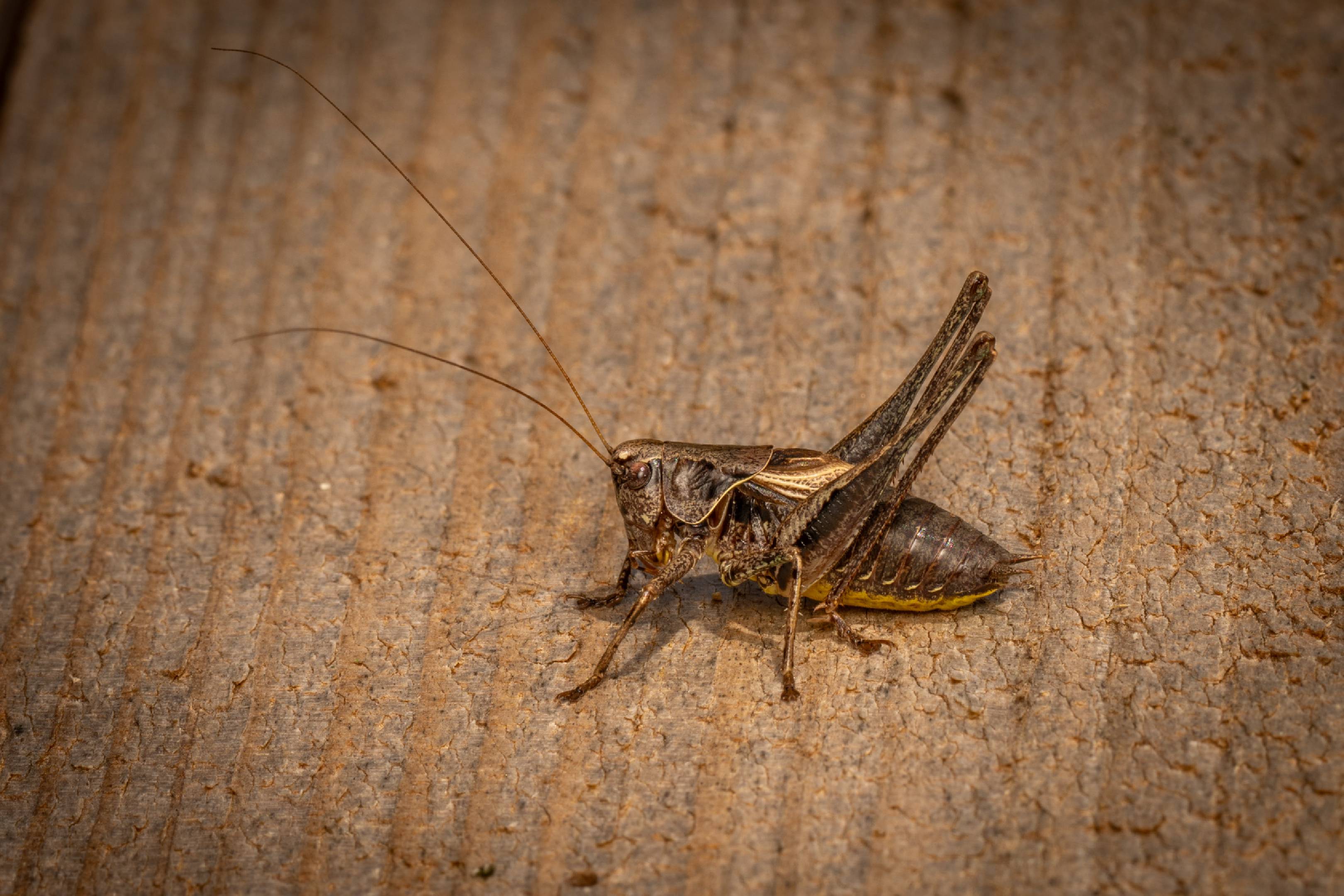 Dark Bush-cricket | Dark Bush-cricket