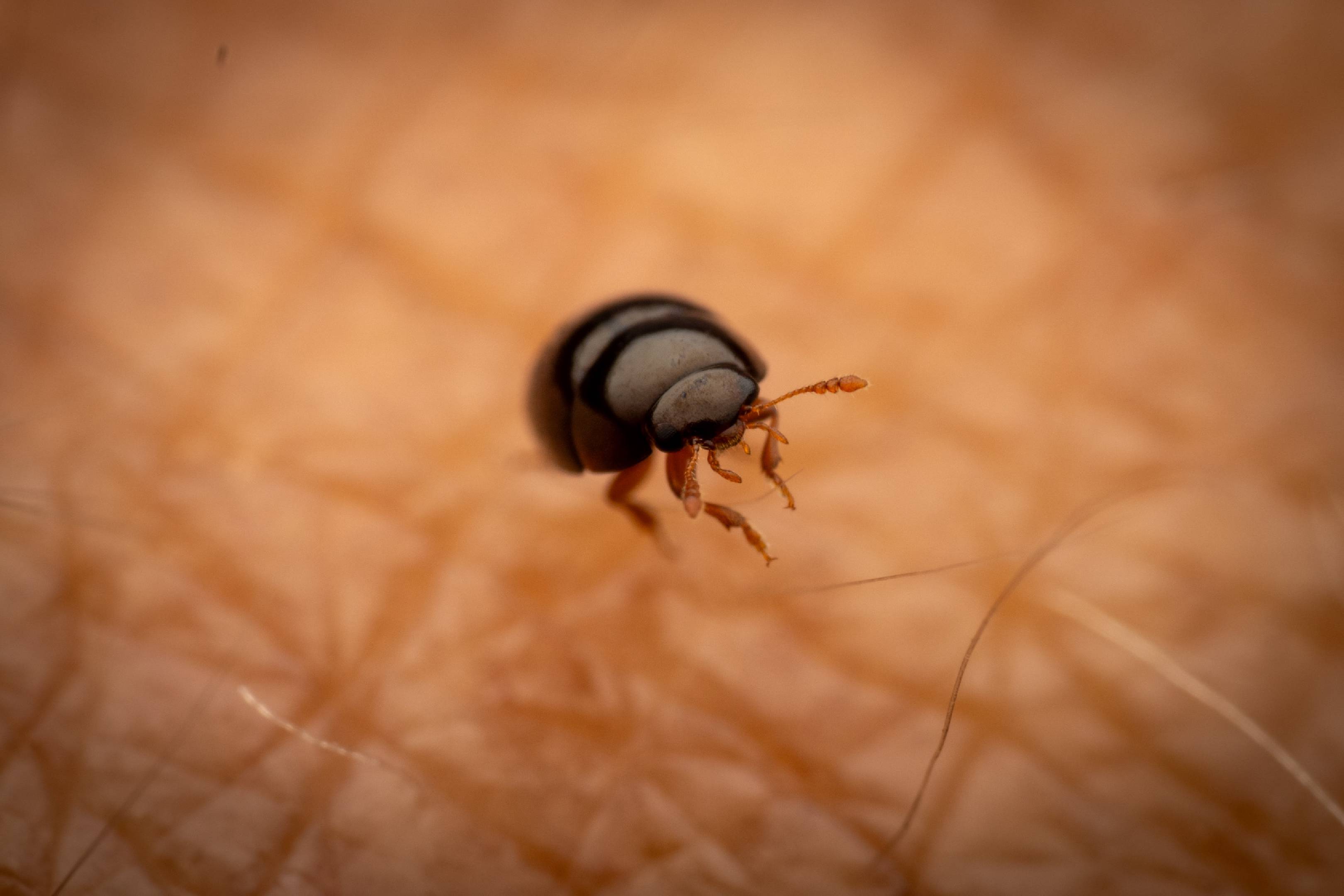 Olibrus bicolor | Olibrus bicolor