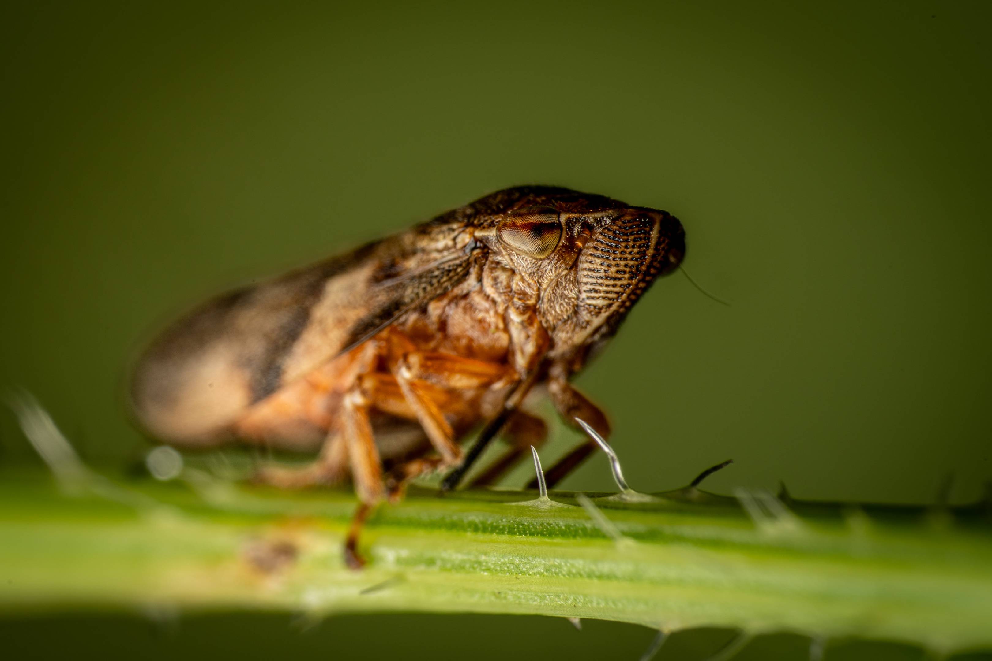 Alder Spittlebug | Alder Spittlebug