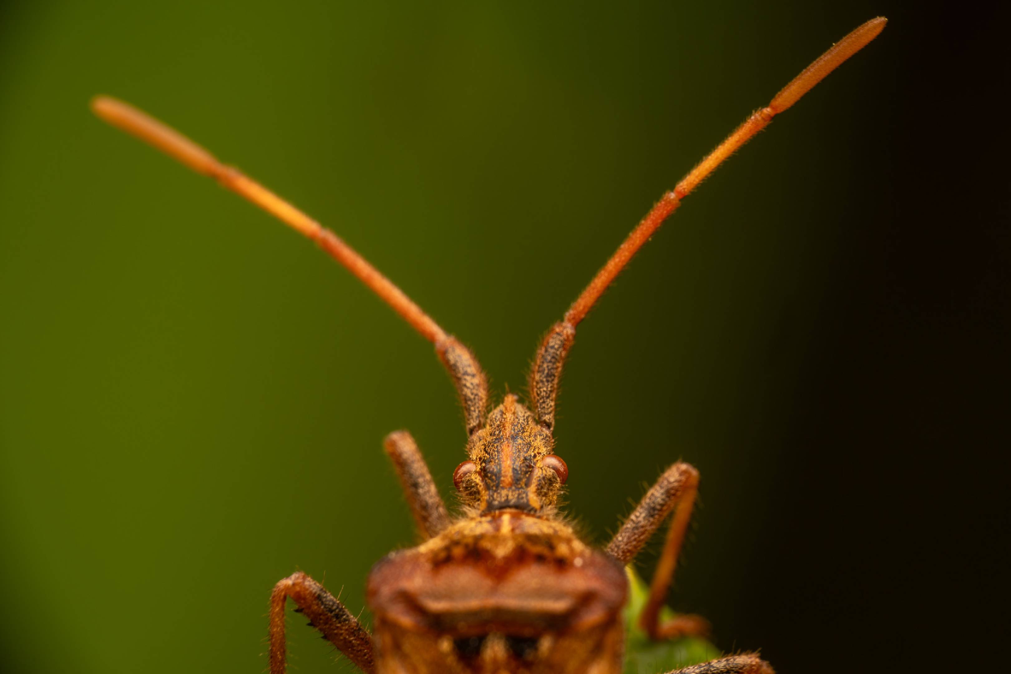 Western Conifer Seed Bug | Western Conifer Seed Bug
