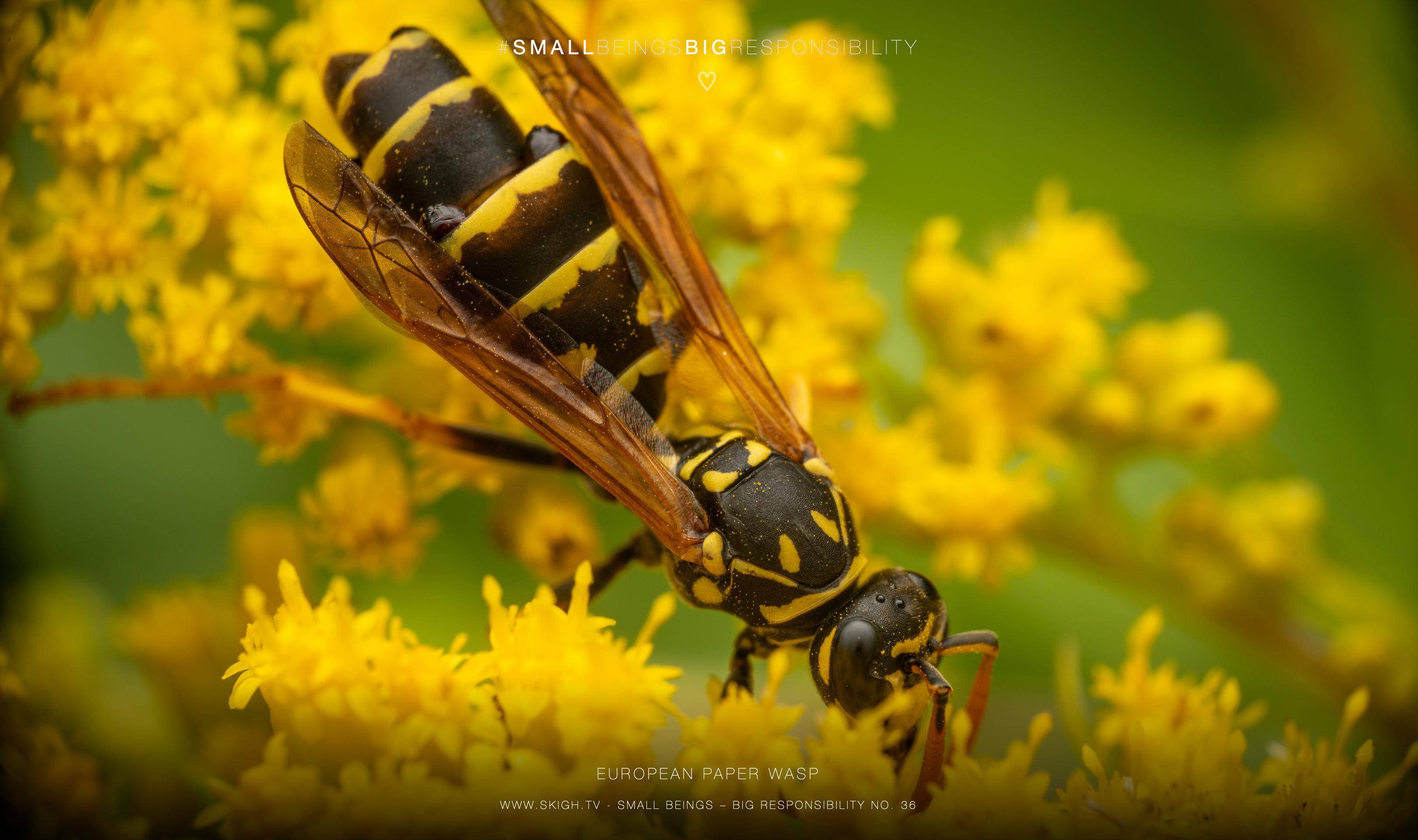 European paper wasp | 1/200s * f14 * ISO 200 * 90mm - FE 90mm F2.8 Macro G OSS - Sony α7R V European paper wasp