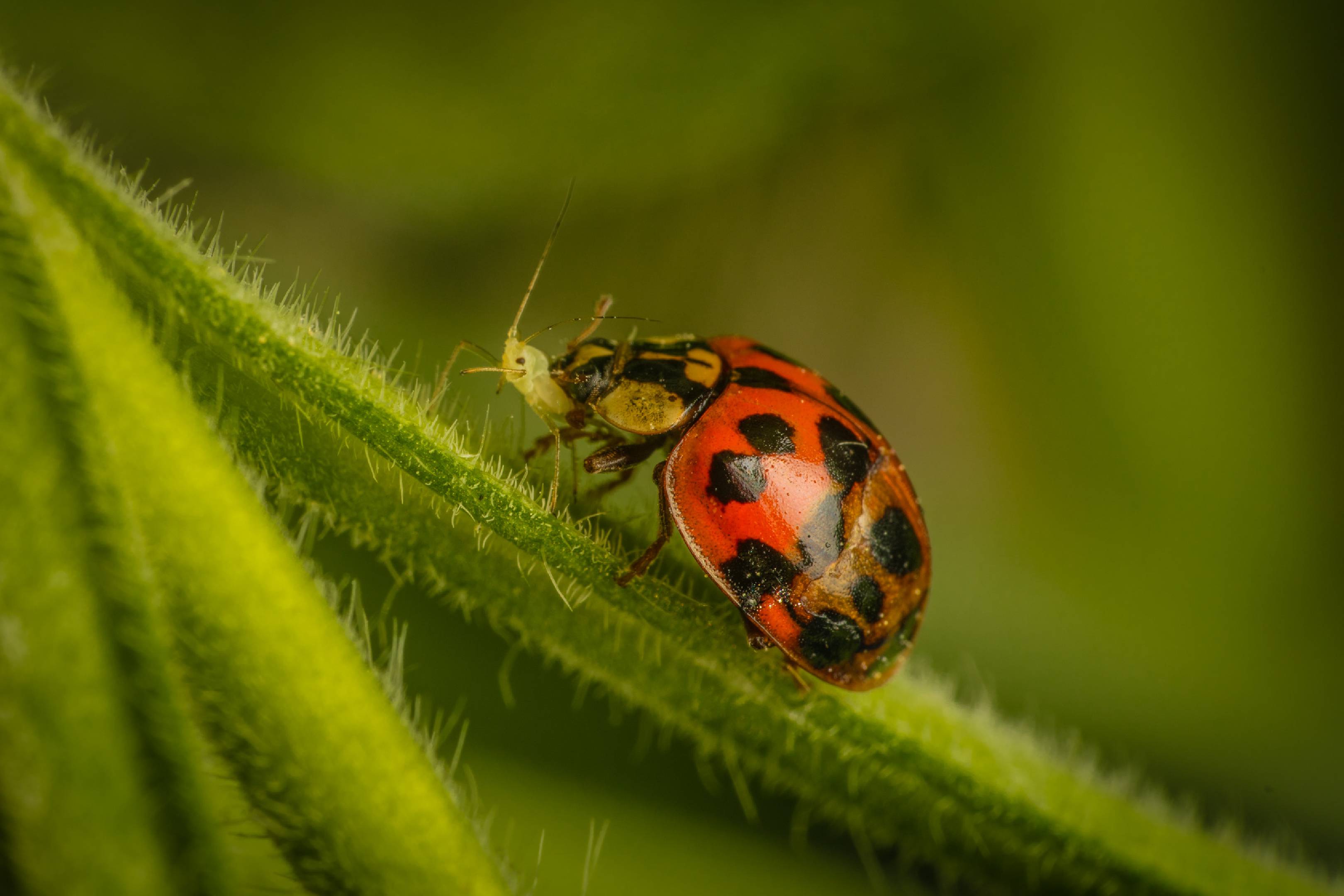Asian Lady Beetle | Asian Lady Beetle