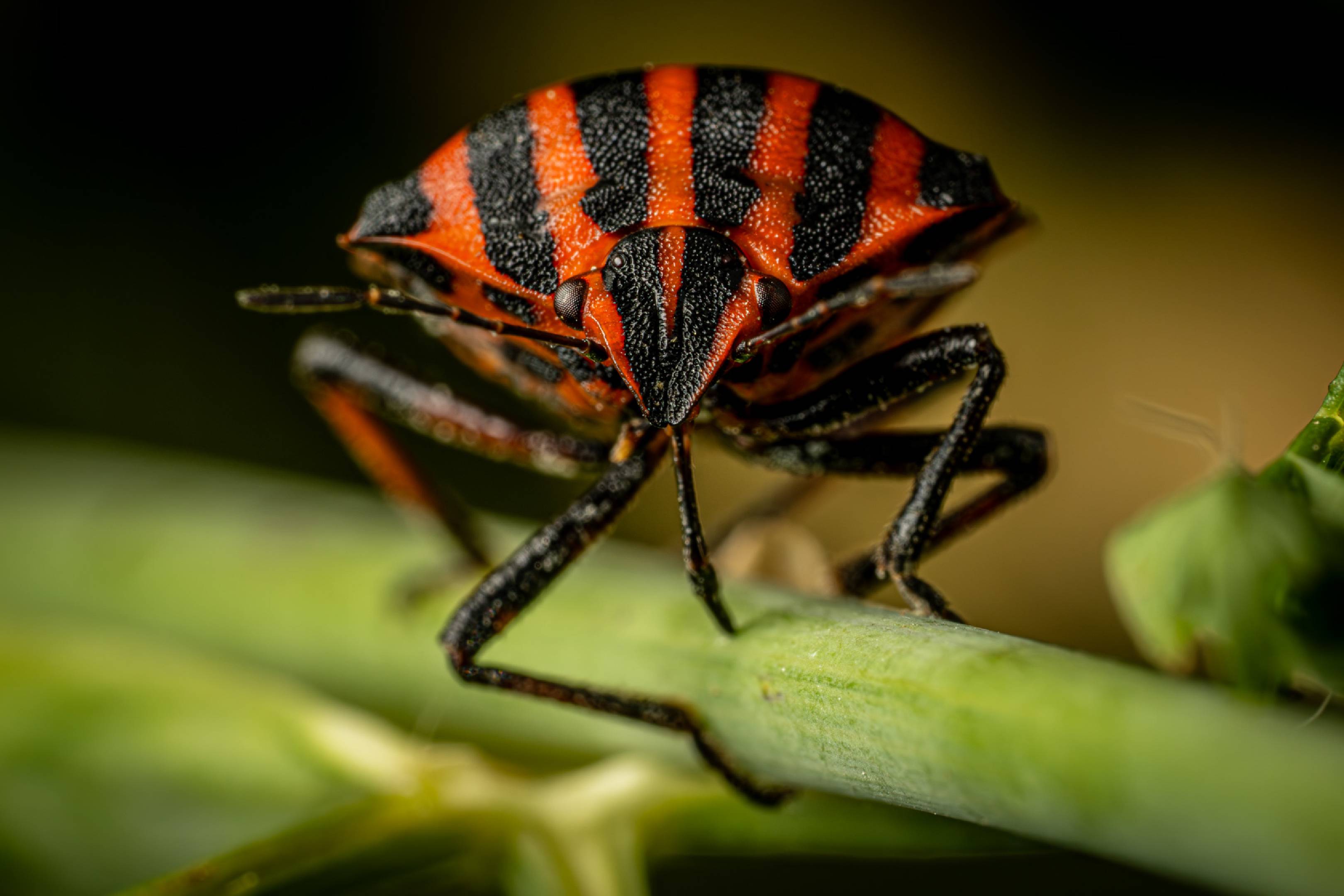 European Striped Shield Bug | European Striped Shield Bug