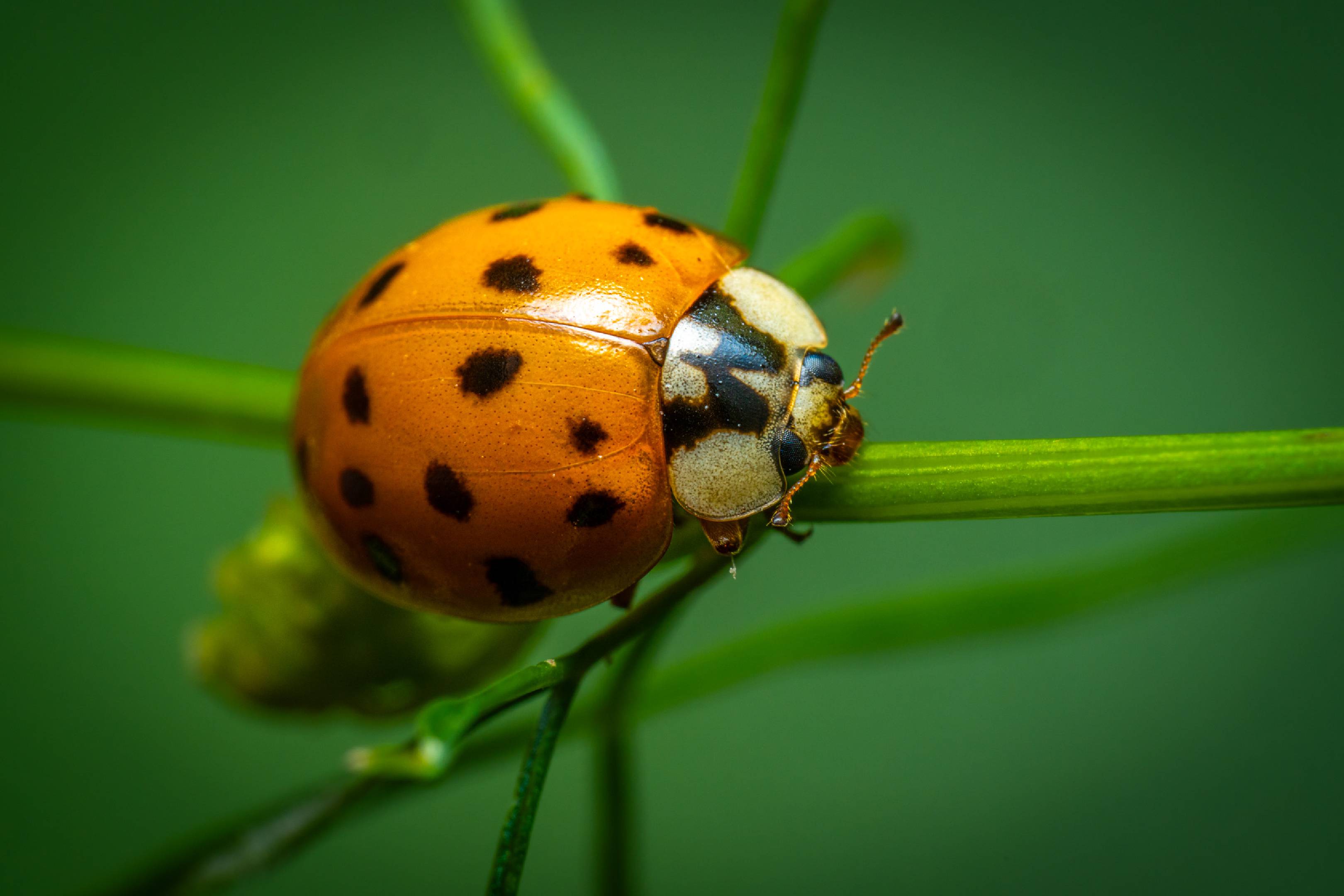 Water Ladybird | Water Ladybird