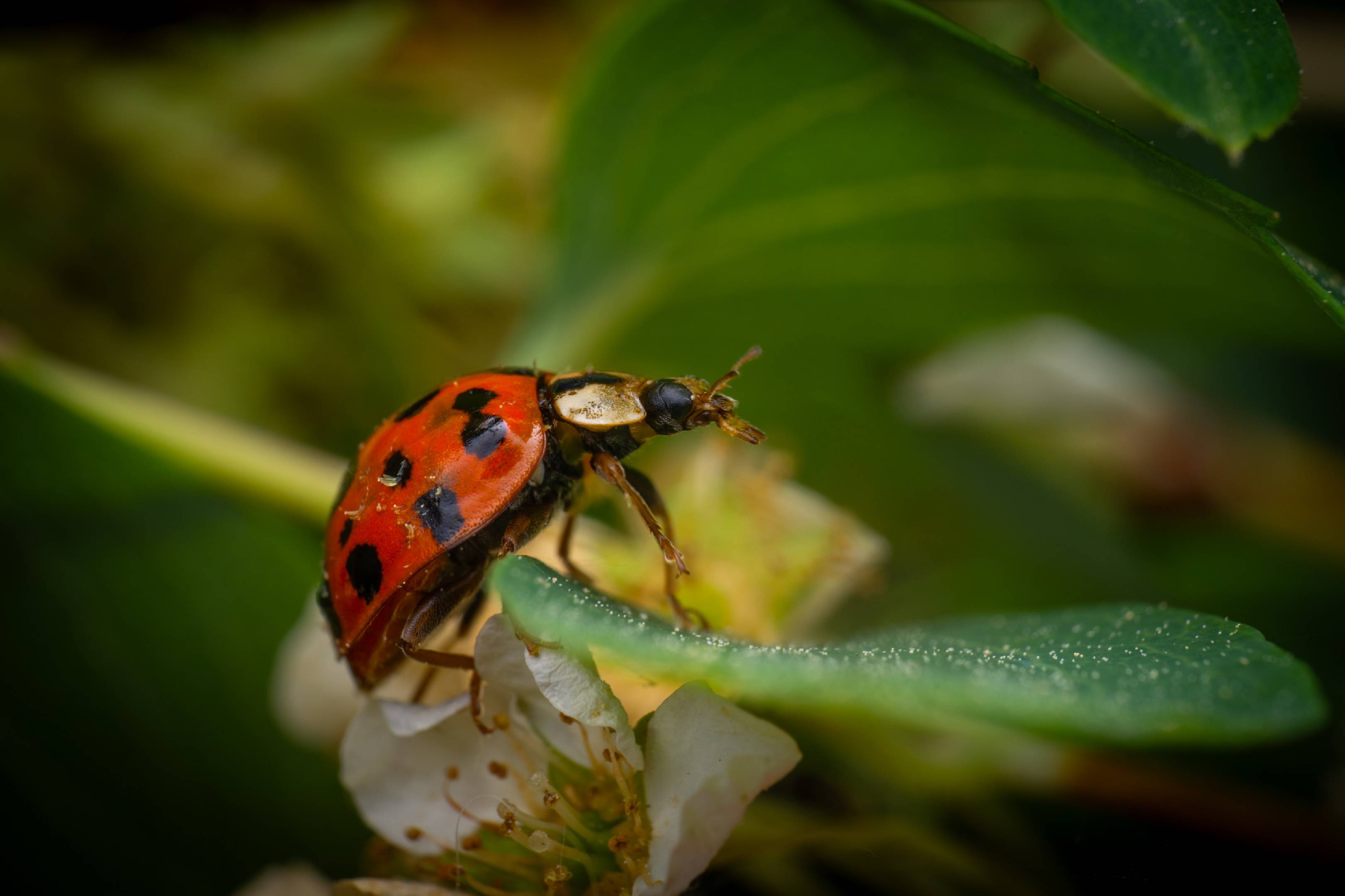 Asian Lady Beetle | Asian Lady Beetle