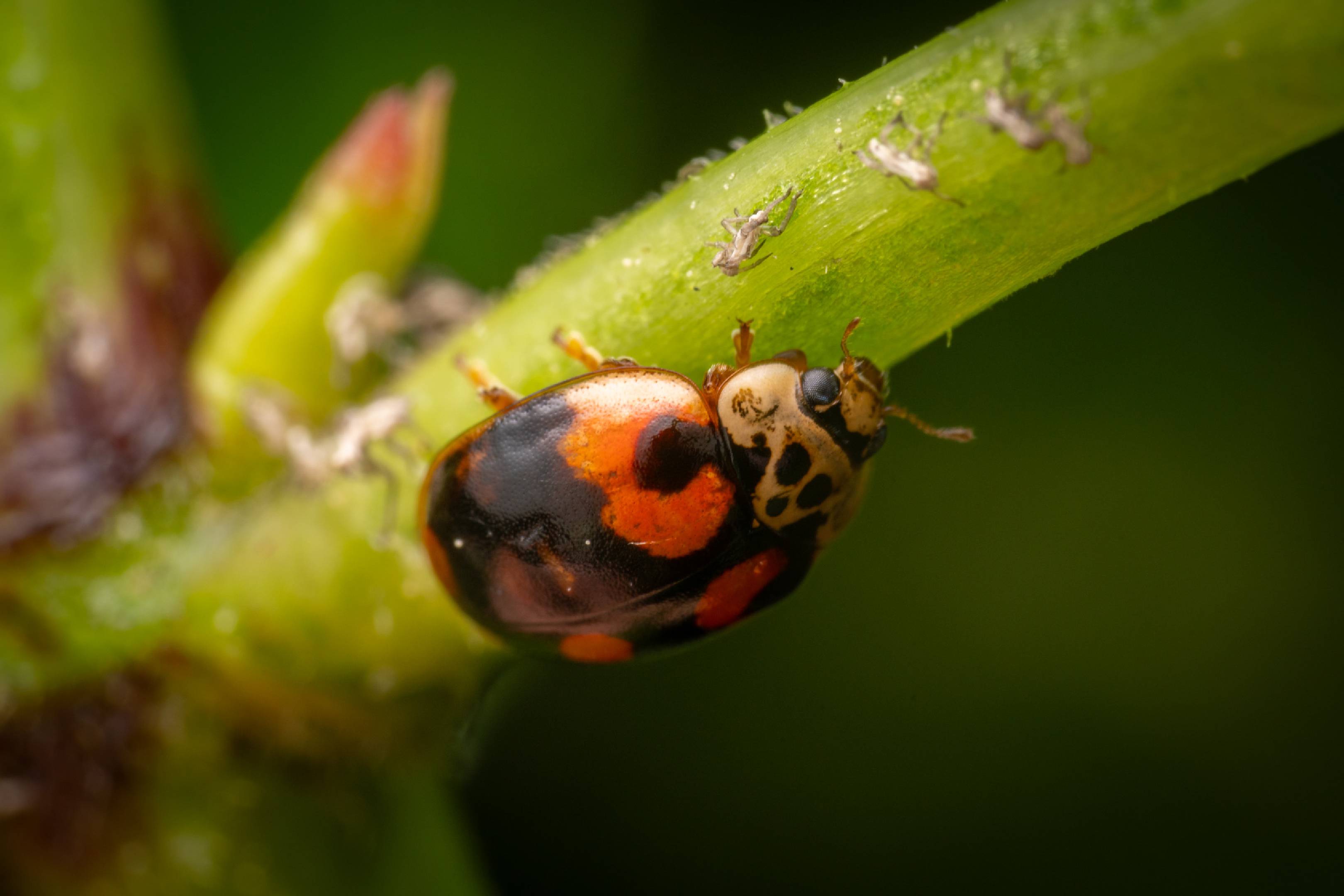 10-spot Ladybird | 10-spot Ladybird