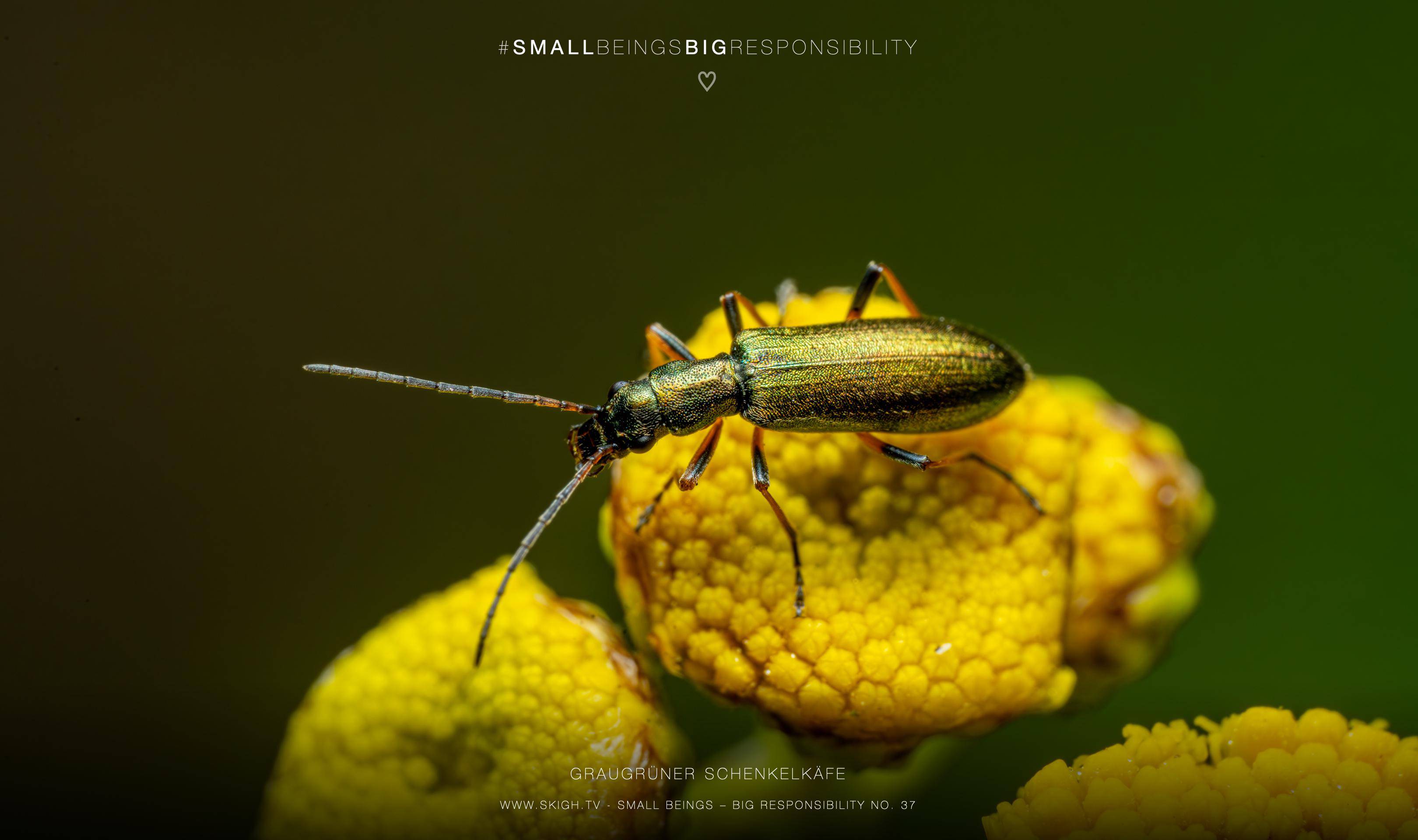 Graugrüner Schenkelkäfer | 1/250s * f16 * ISO 400 * 90mm - FE 90mm F2.8 Macro G OSS - Sony α7R V Graugrüner Schenkelkäfer