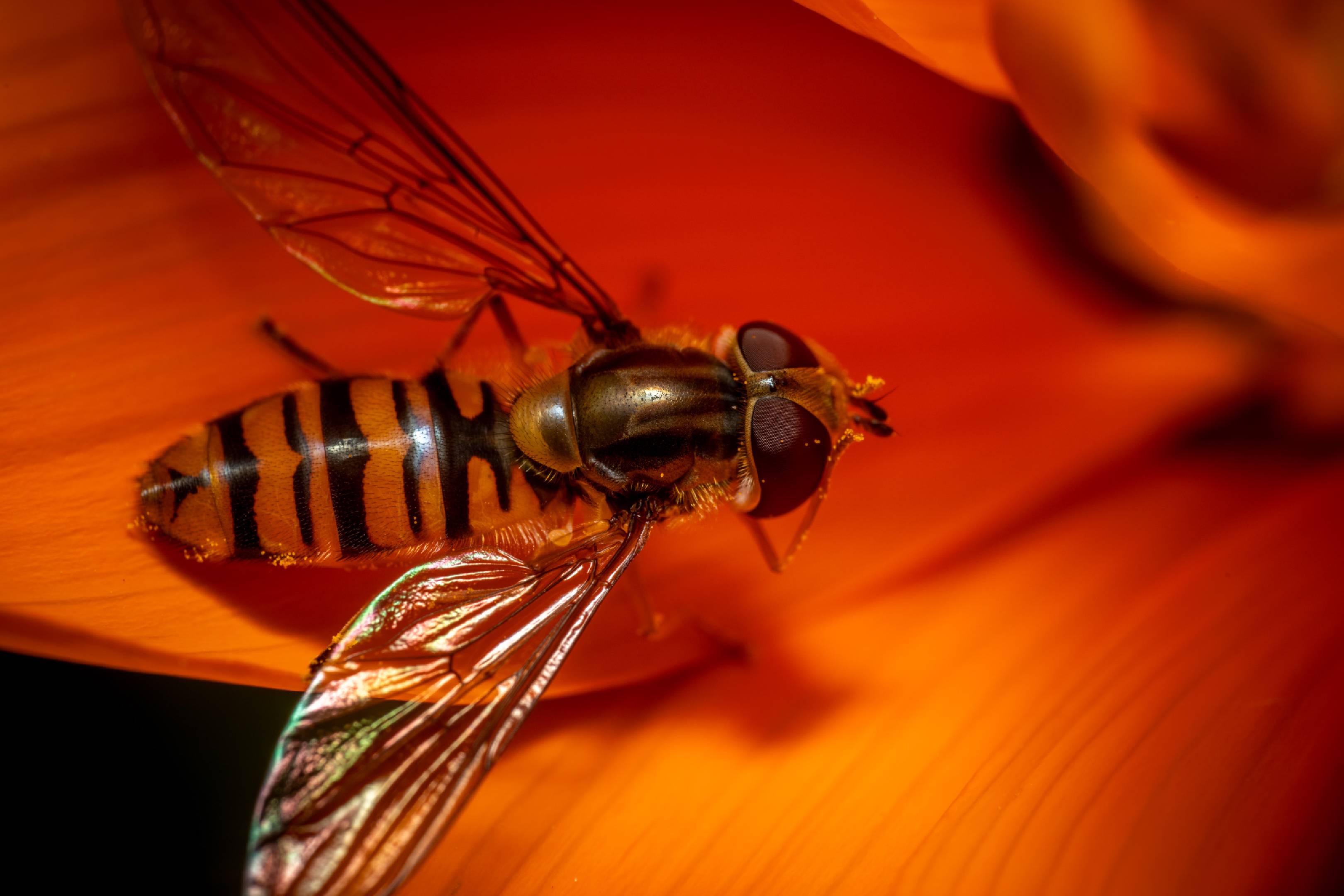 Marmalade Hover Fly | Marmalade Hover Fly