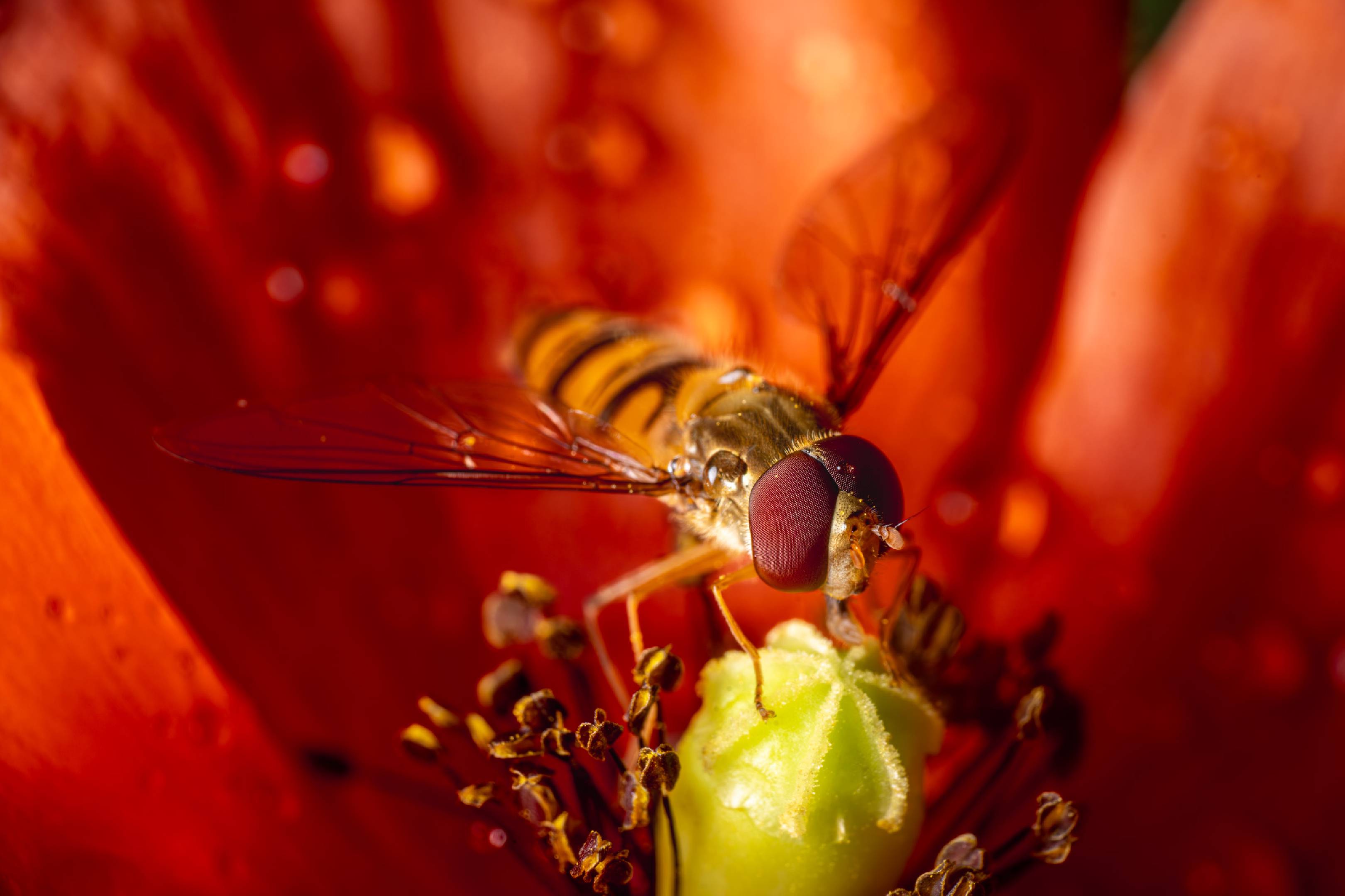 Marmalade Hover Fly | Marmalade Hover Fly