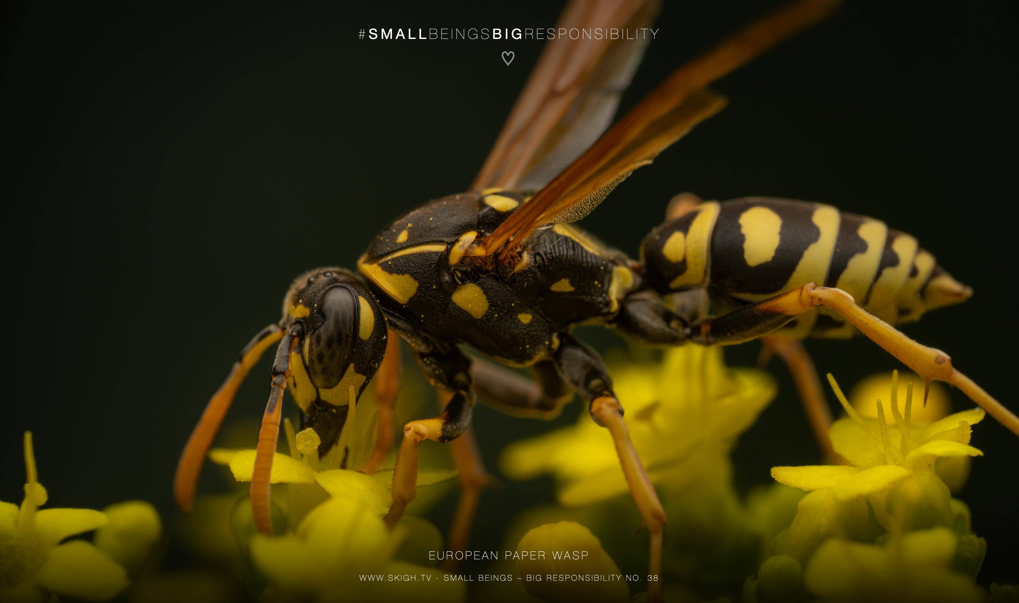 European paper wasp | 1/200s * f14 * ISO 200 * 90mm - FE 90mm F2.8 Macro G OSS - Sony α7R V European paper wasp