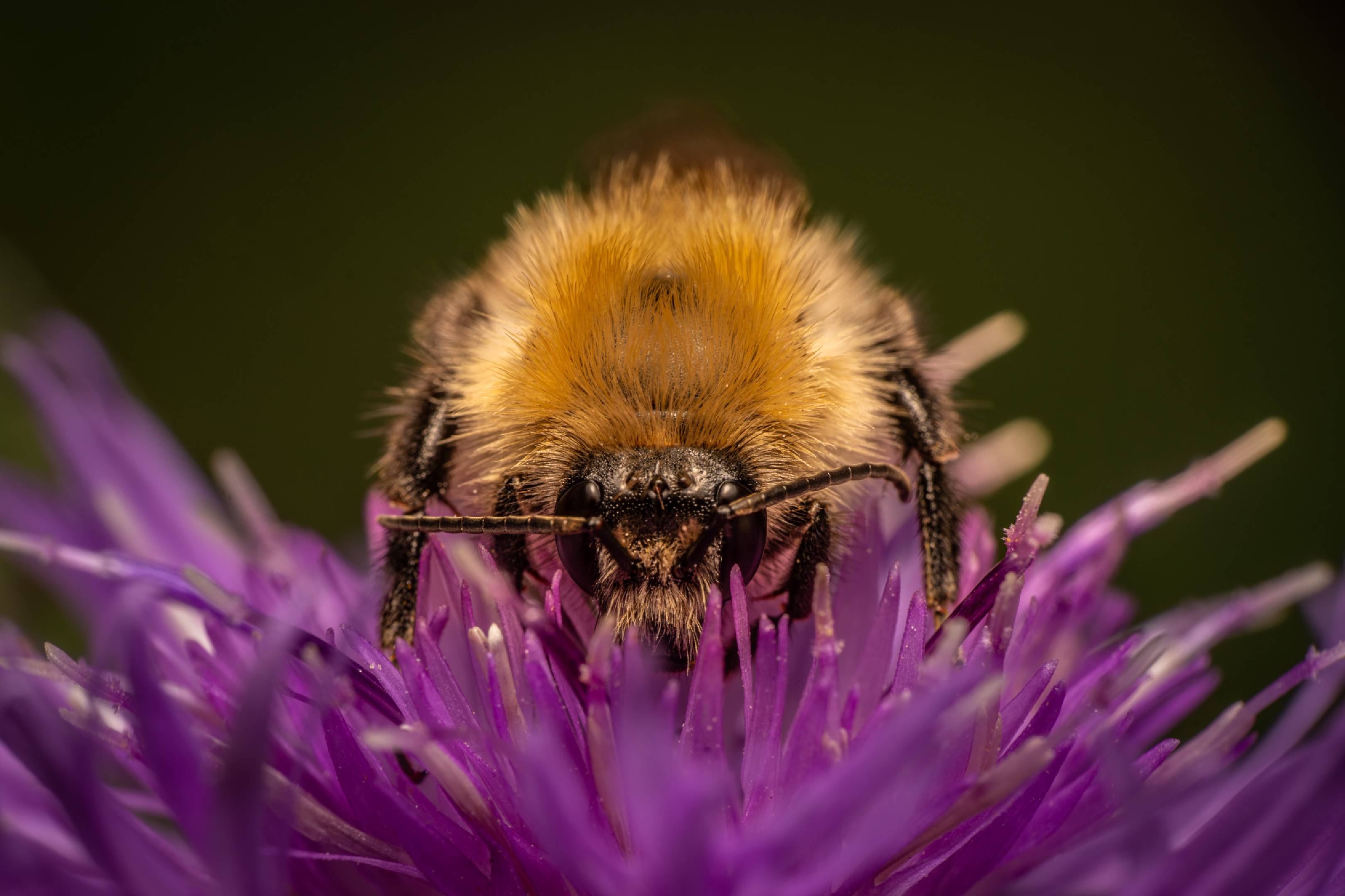 Garden Bumble Bee | Garden Bumble Bee