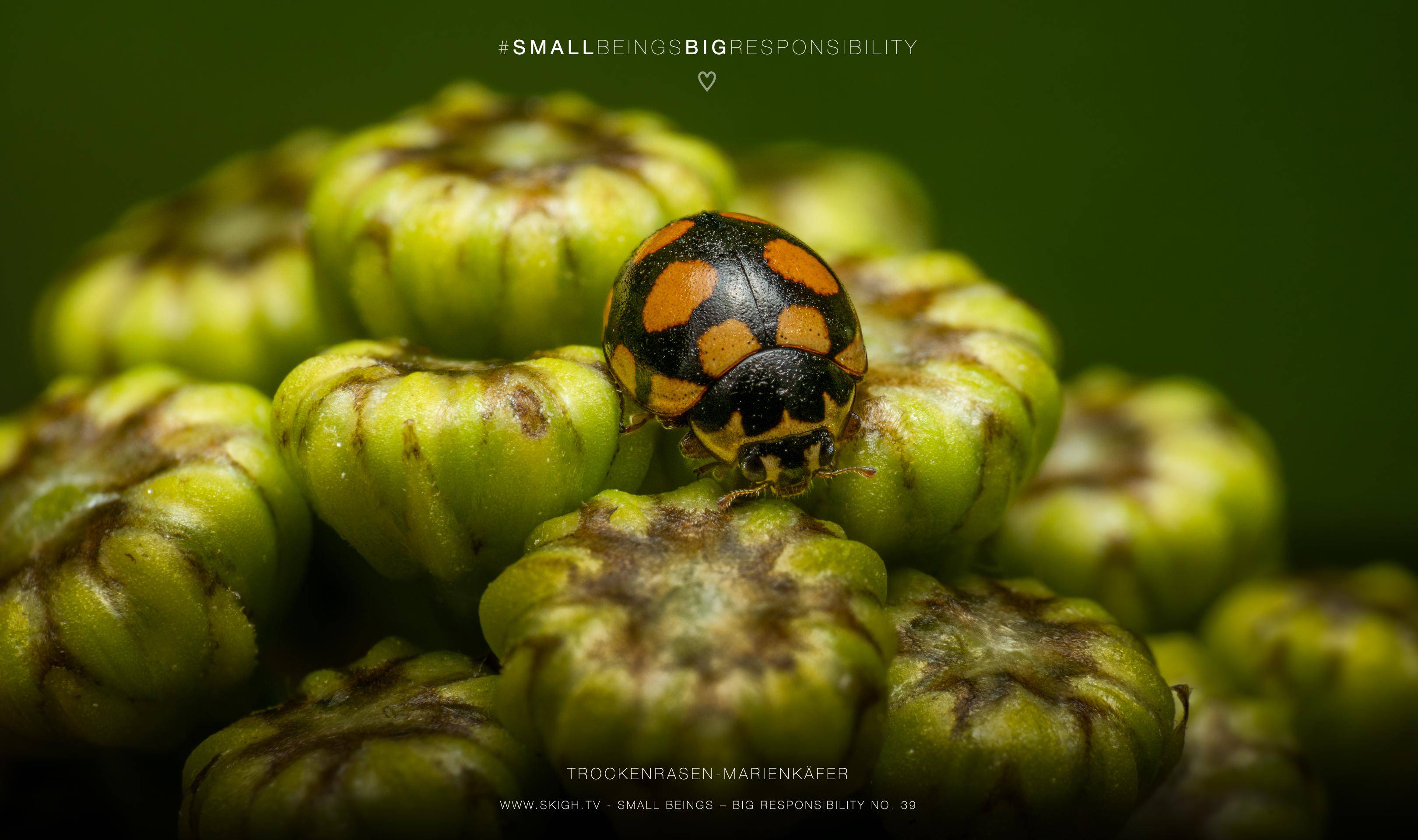Trockenrasen-Marienkäfer | 1/250s * f14 * ISO 400 * 90mm - FE 90mm F2.8 Macro G OSS - Sony α7R V Trockenrasen-Marienkäfer