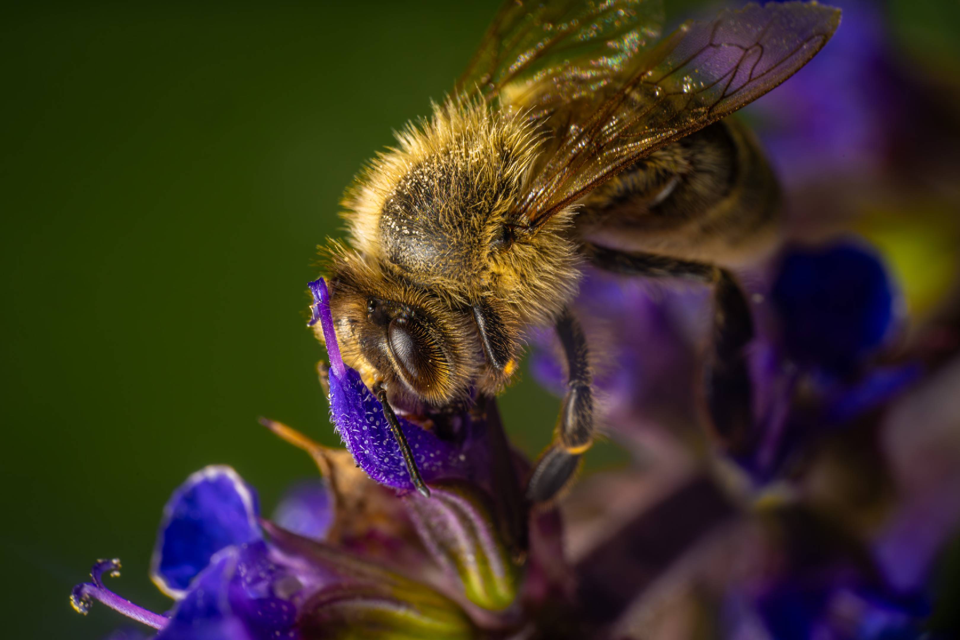 Western Honey Bee | Western Honey Bee