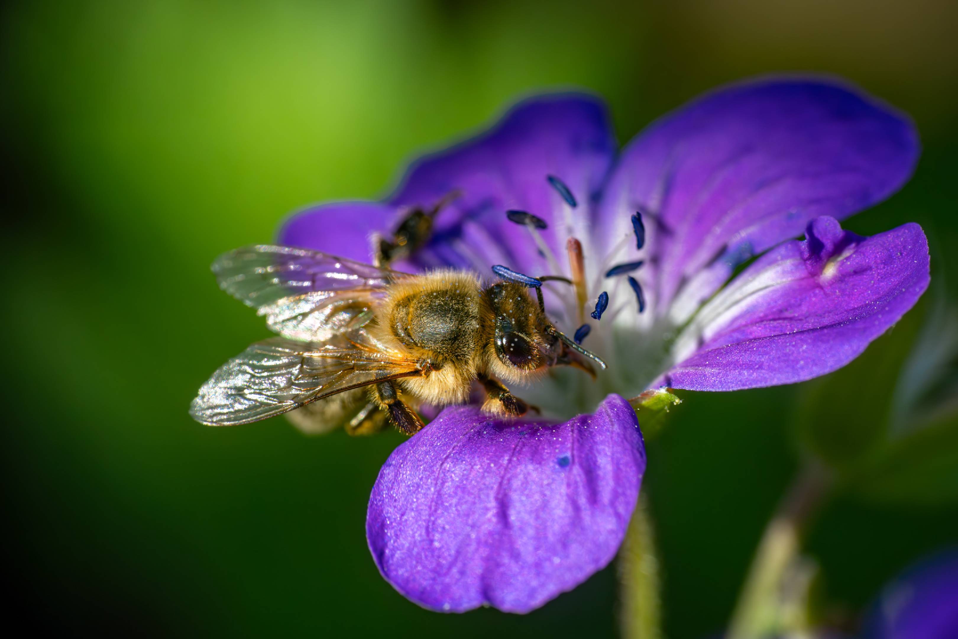 Western Honey Bee | Western Honey Bee