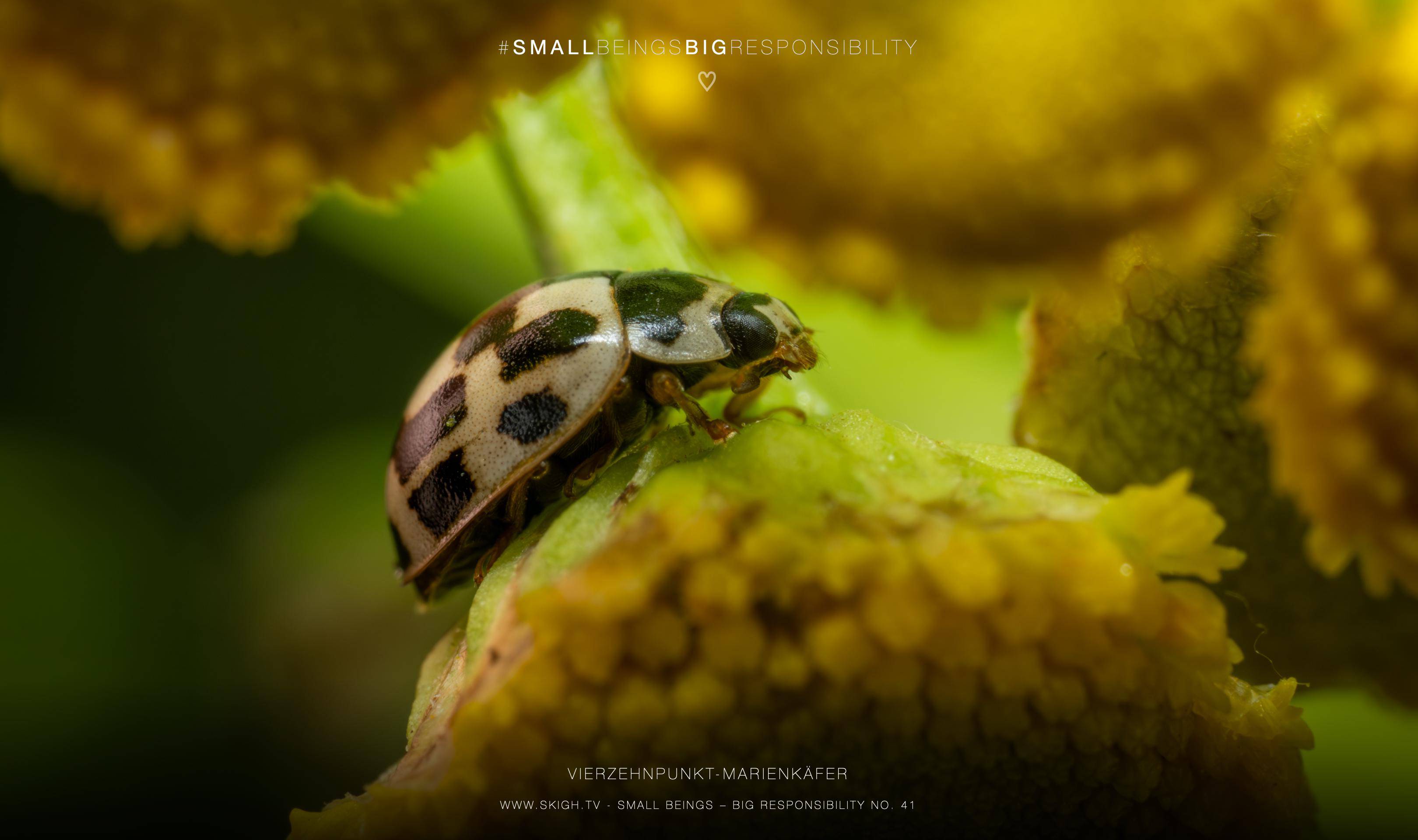 Vierzehnpunkt-Marienkäfer | 1/250s * f14 * ISO 400 * 90mm - FE 90mm F2.8 Macro G OSS - Sony α7R V Vierzehnpunkt-Marienkäfer