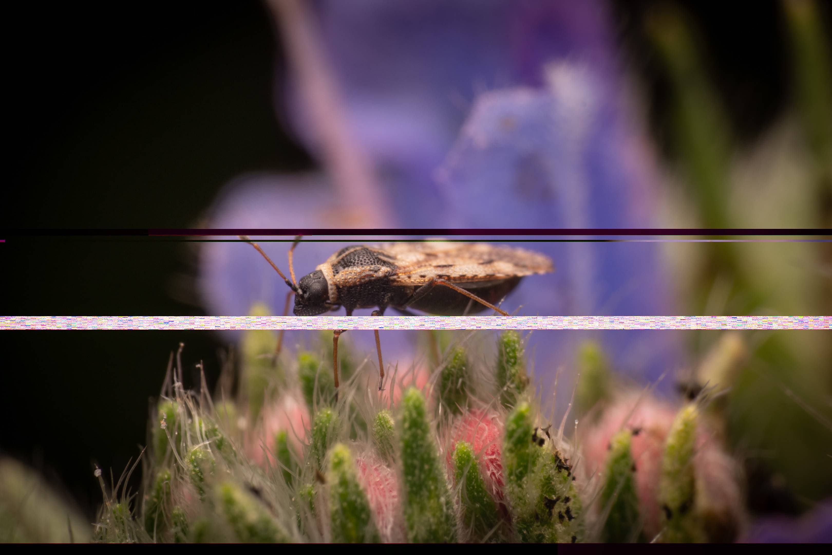 Bugloss' Lace Bug | Bugloss' Lace Bug