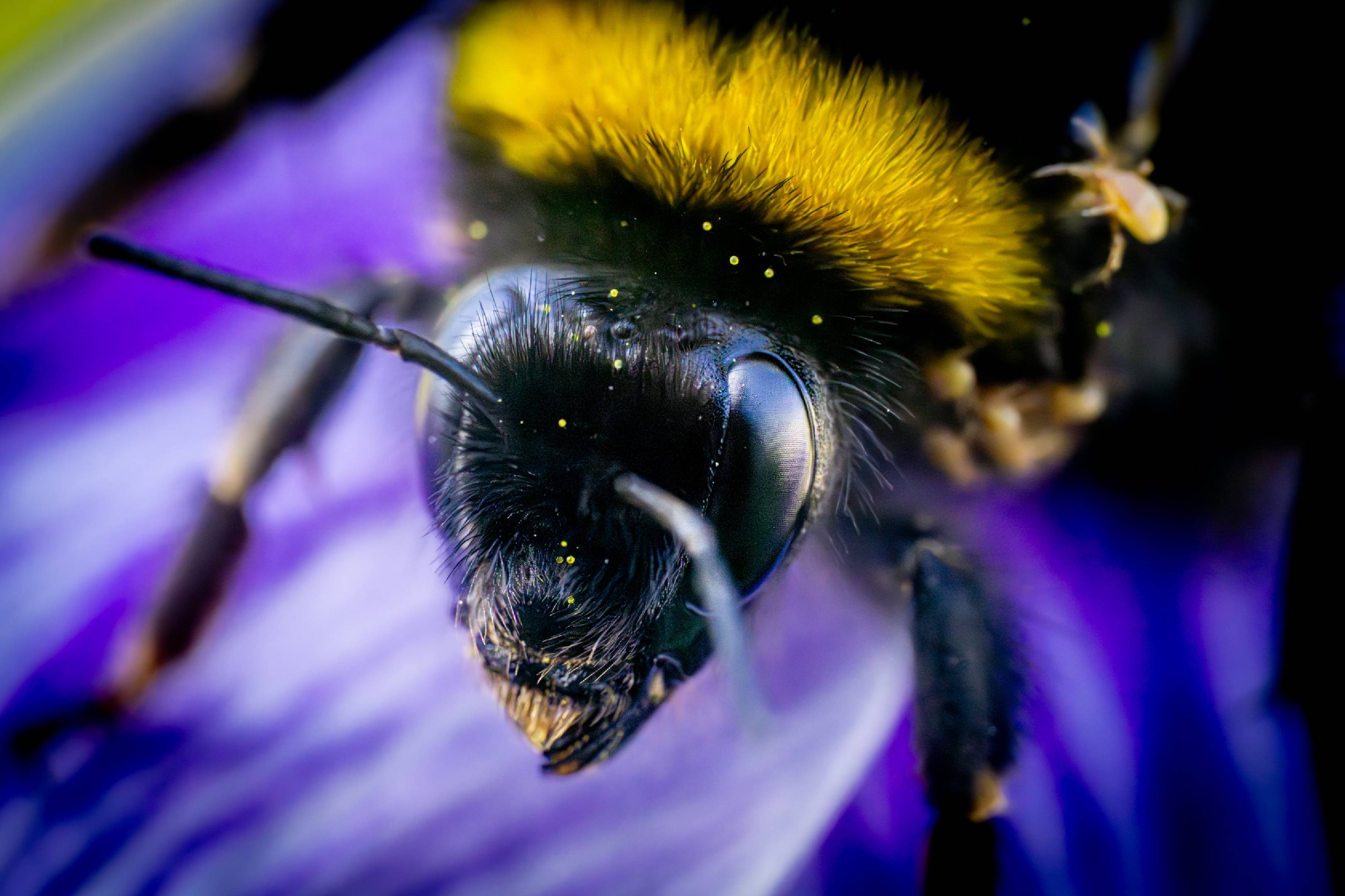 Garden Bumble Bee | Garden Bumble Bee
