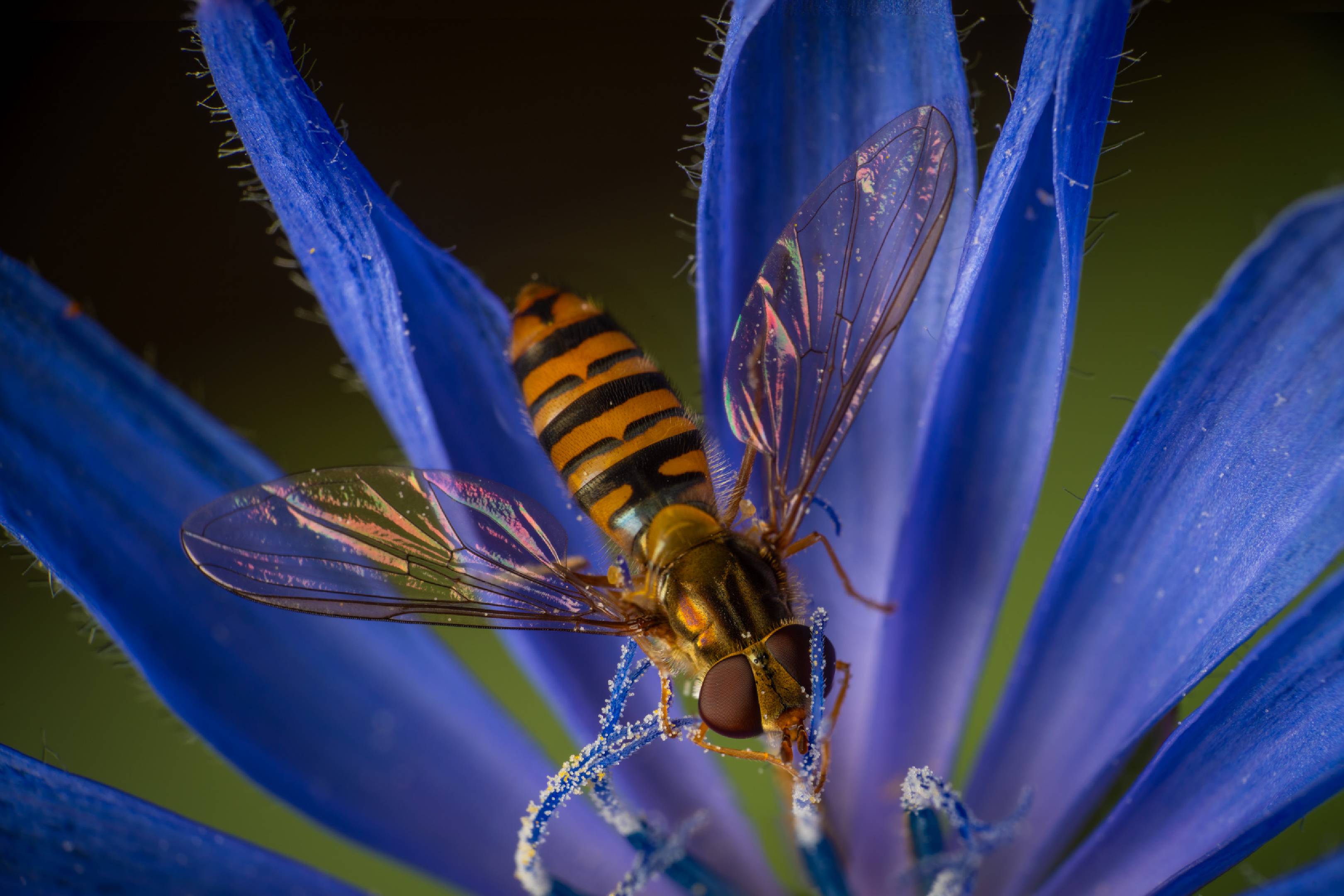 Marmalade Hover Fly | Marmalade Hover Fly