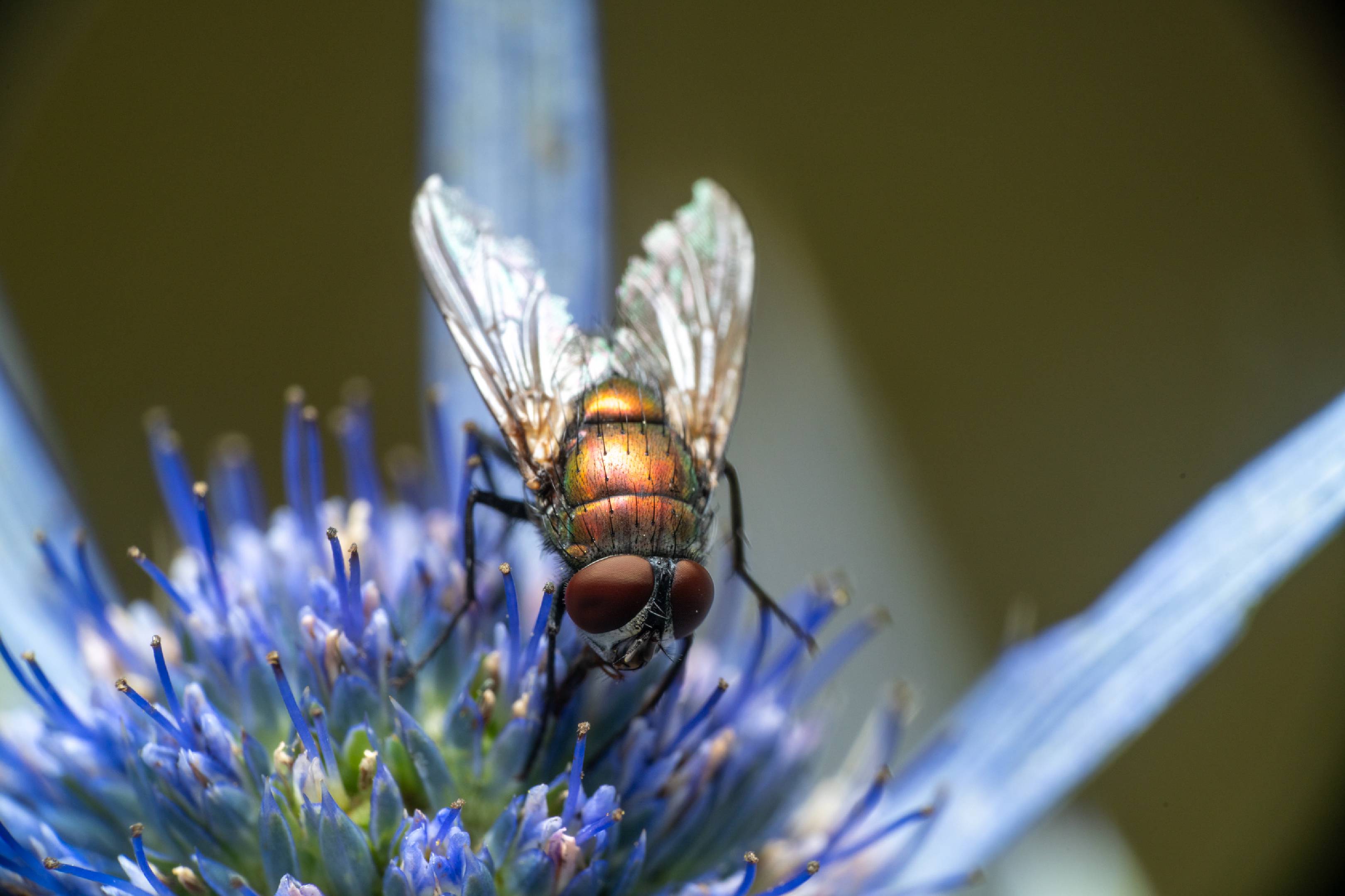 Common European Greenbottle Fly | Common European Greenbottle Fly