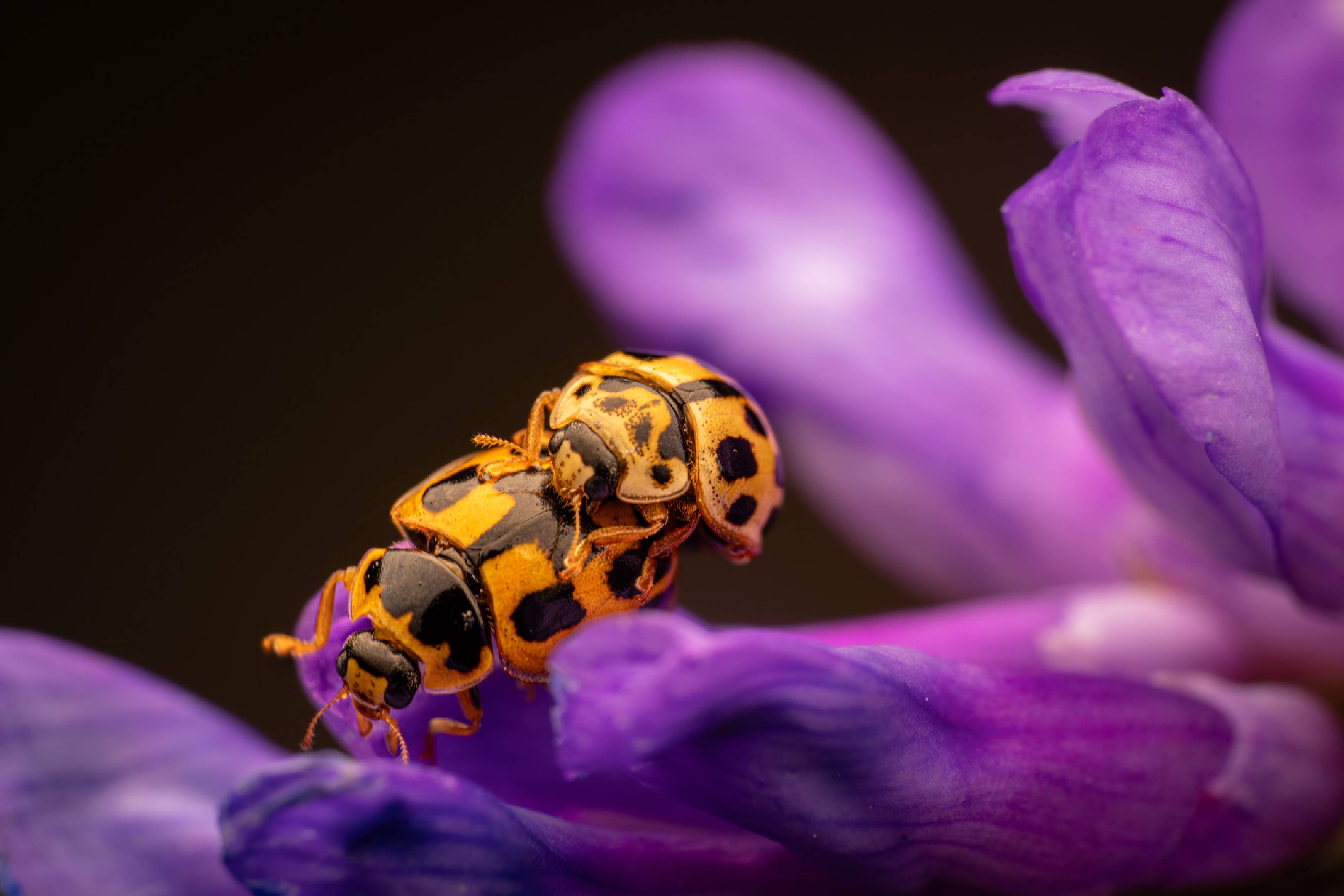 Fourteen-spotted Lady Beetle | Fourteen-spotted Lady Beetle