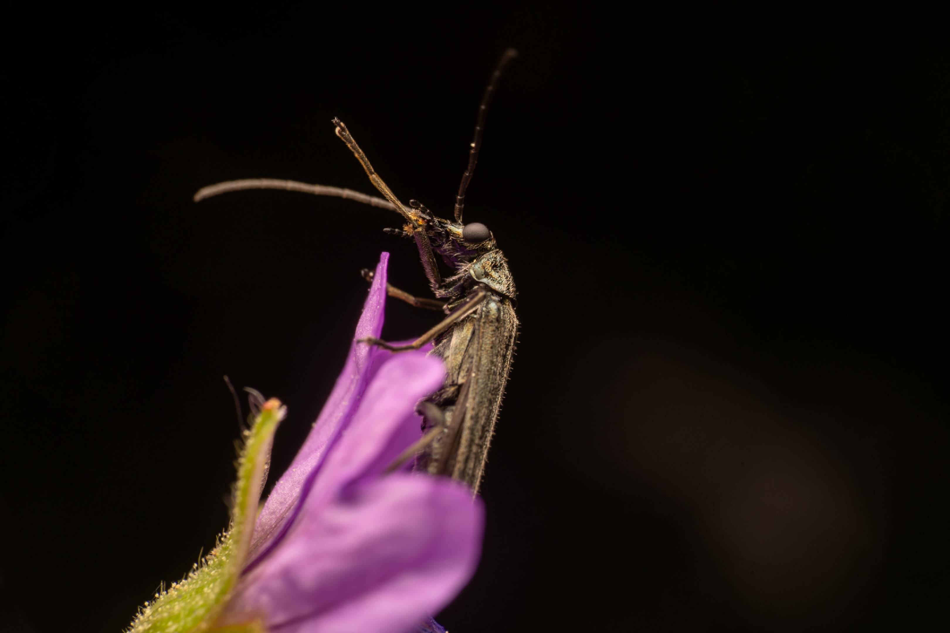 Oedemera lurida | Oedemera lurida