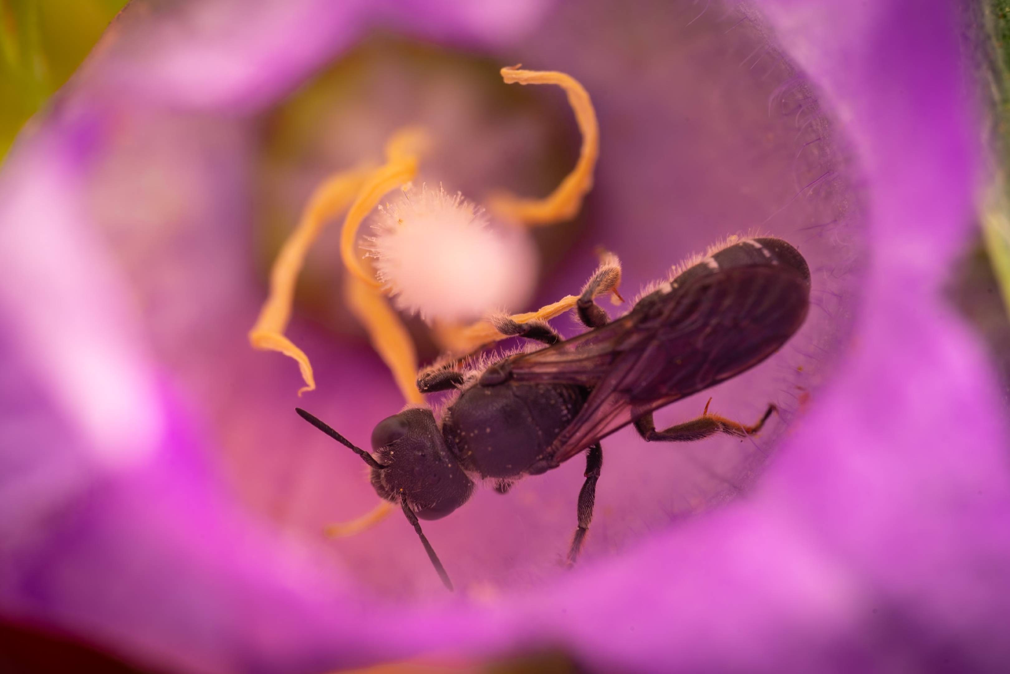 Rampion Scissor Bee | Rampion Scissor Bee