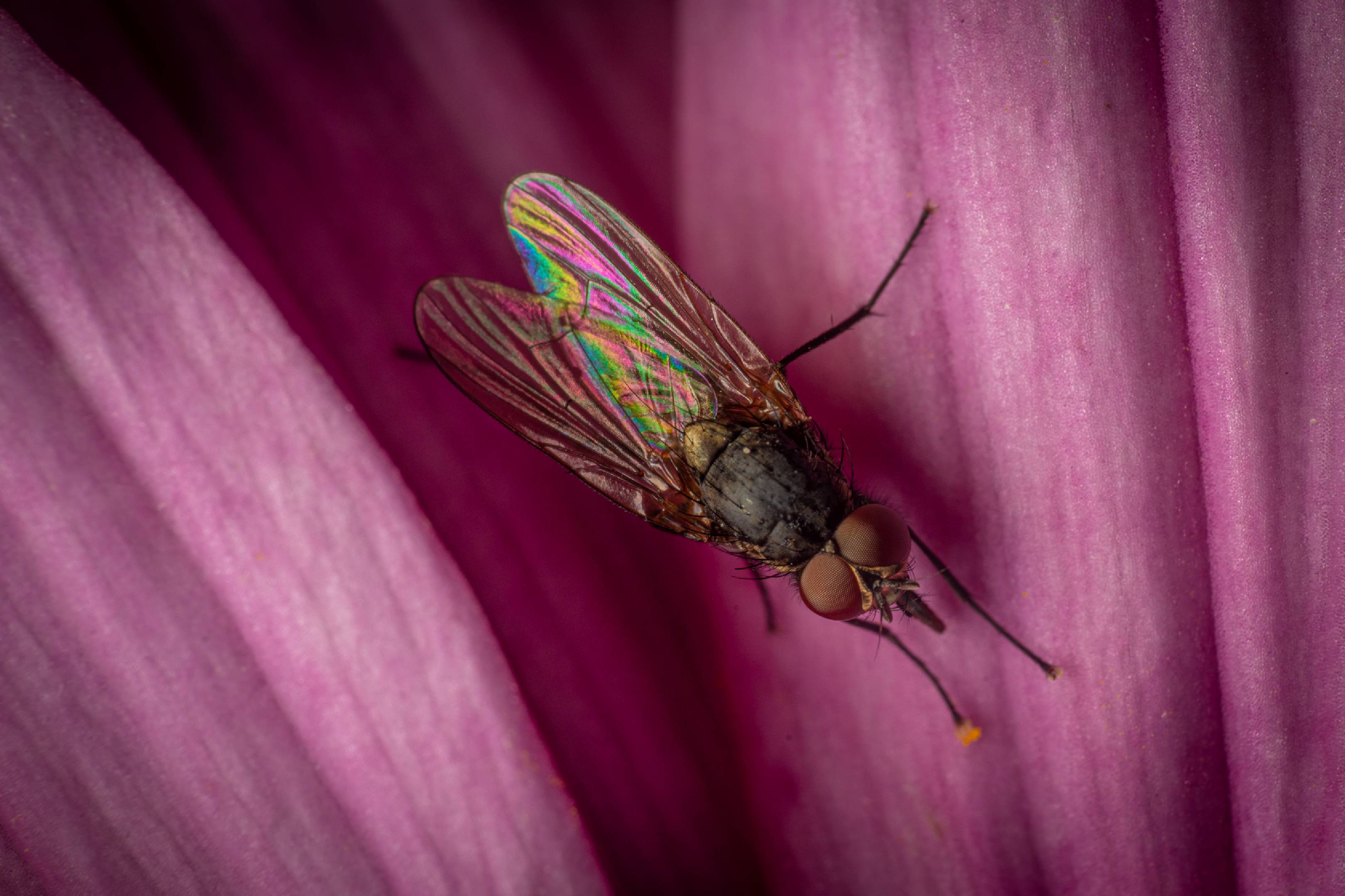 Lesser House Fly | Lesser House Fly