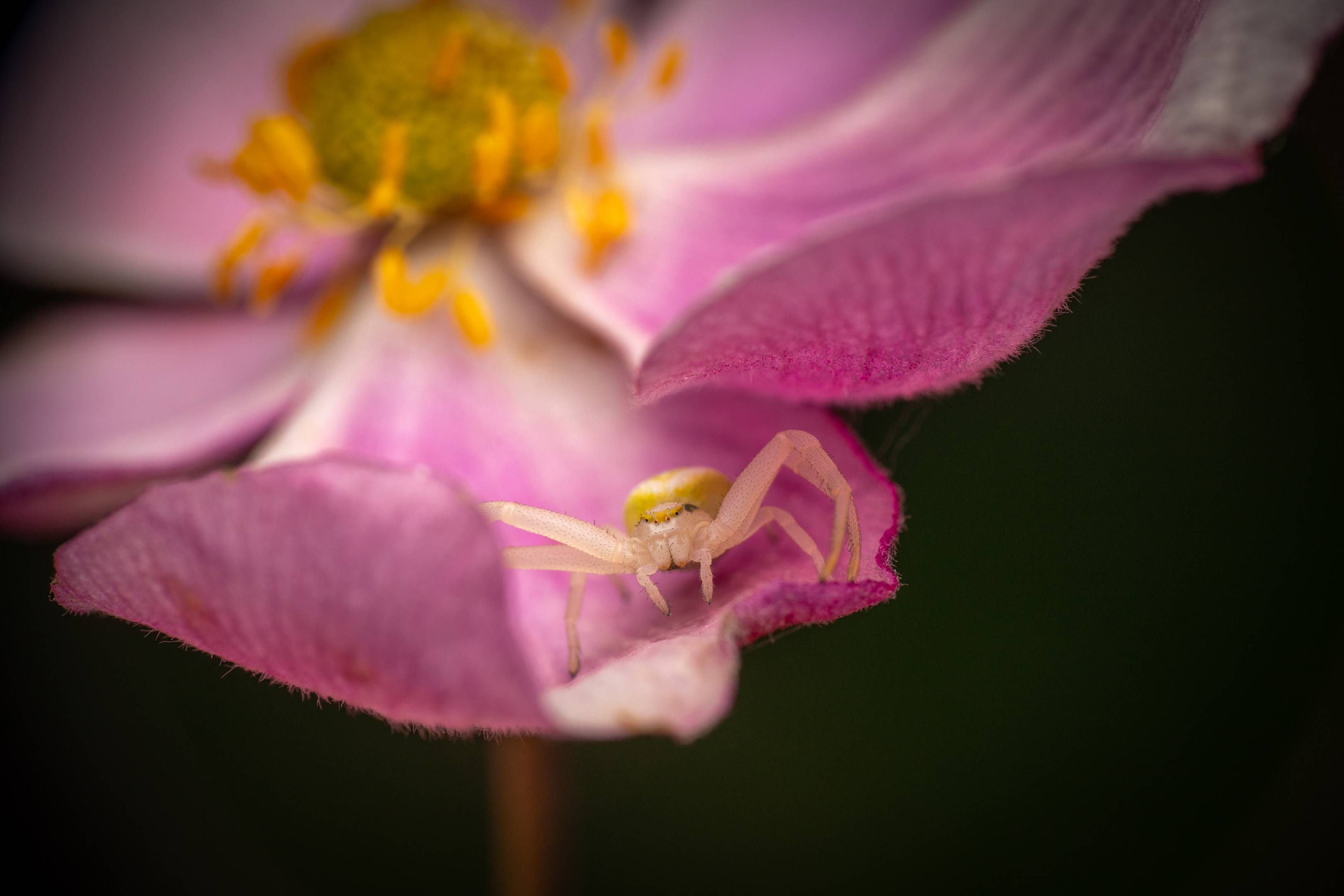 Goldenrod Crab Spider | Goldenrod Crab Spider