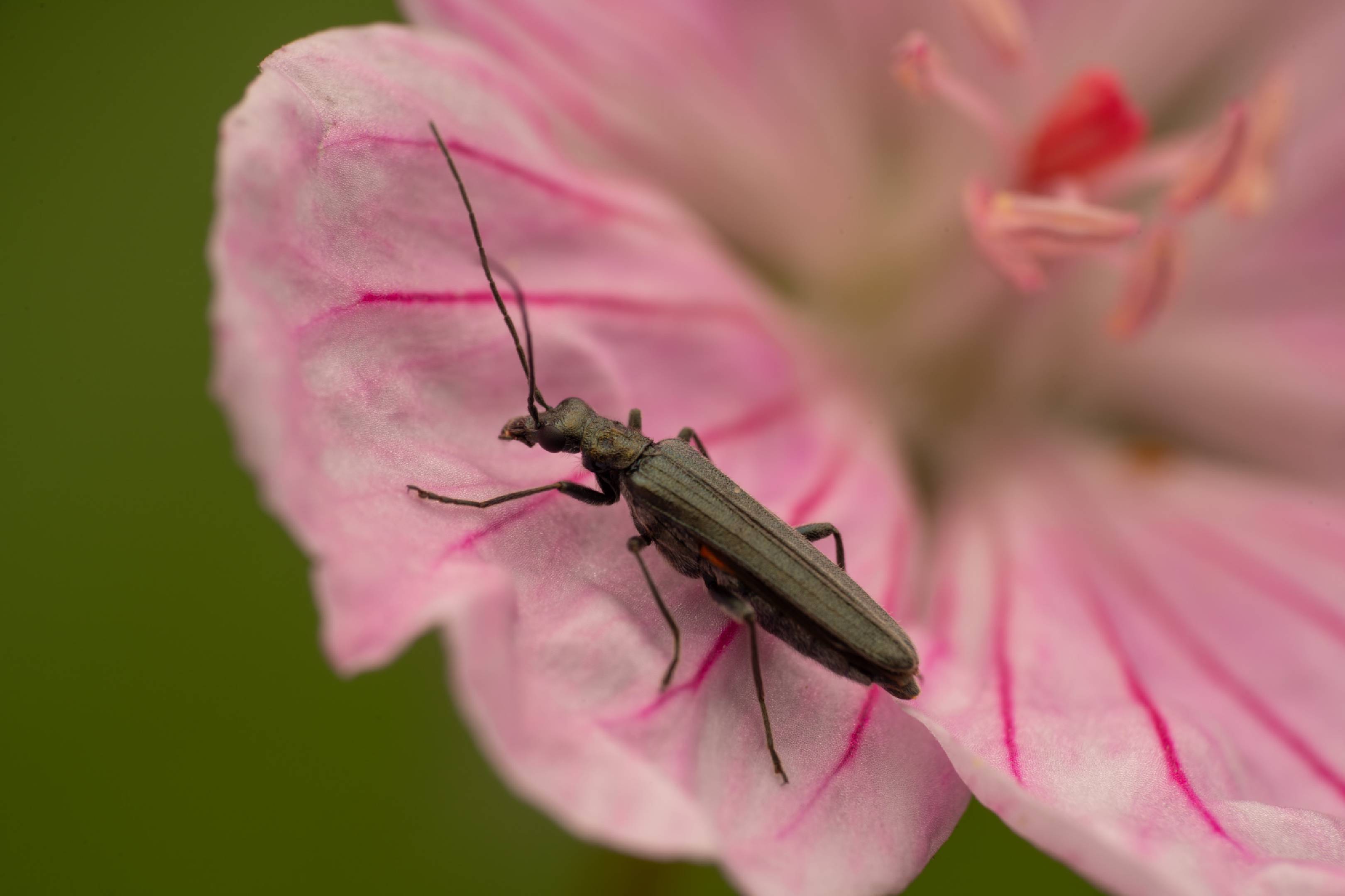 Oedemera lurida
