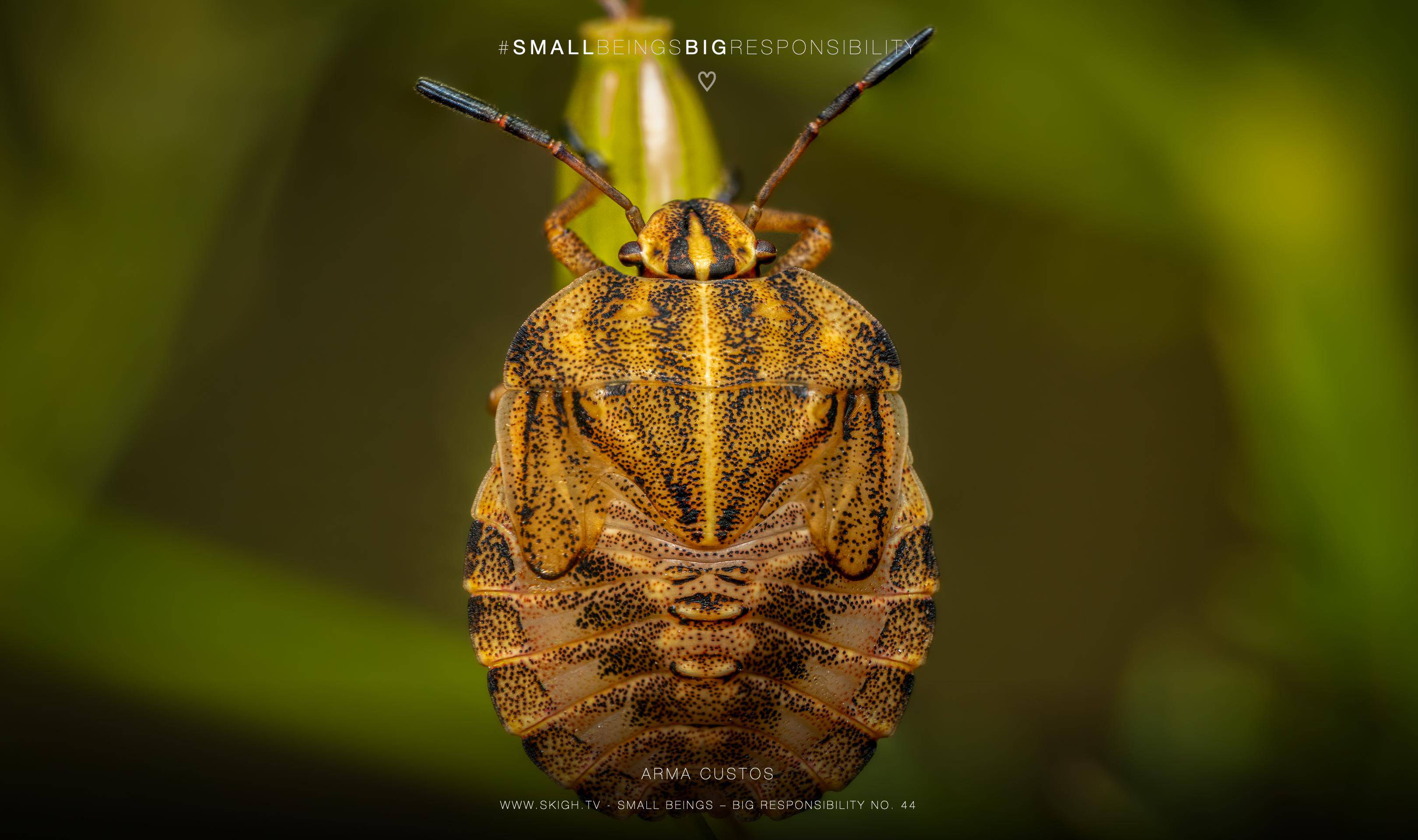 Arma custos | 1/250s * f13 * ISO 400 * 90mm - FE 90mm F2.8 Macro G OSS - Sony α7R V Arma custos