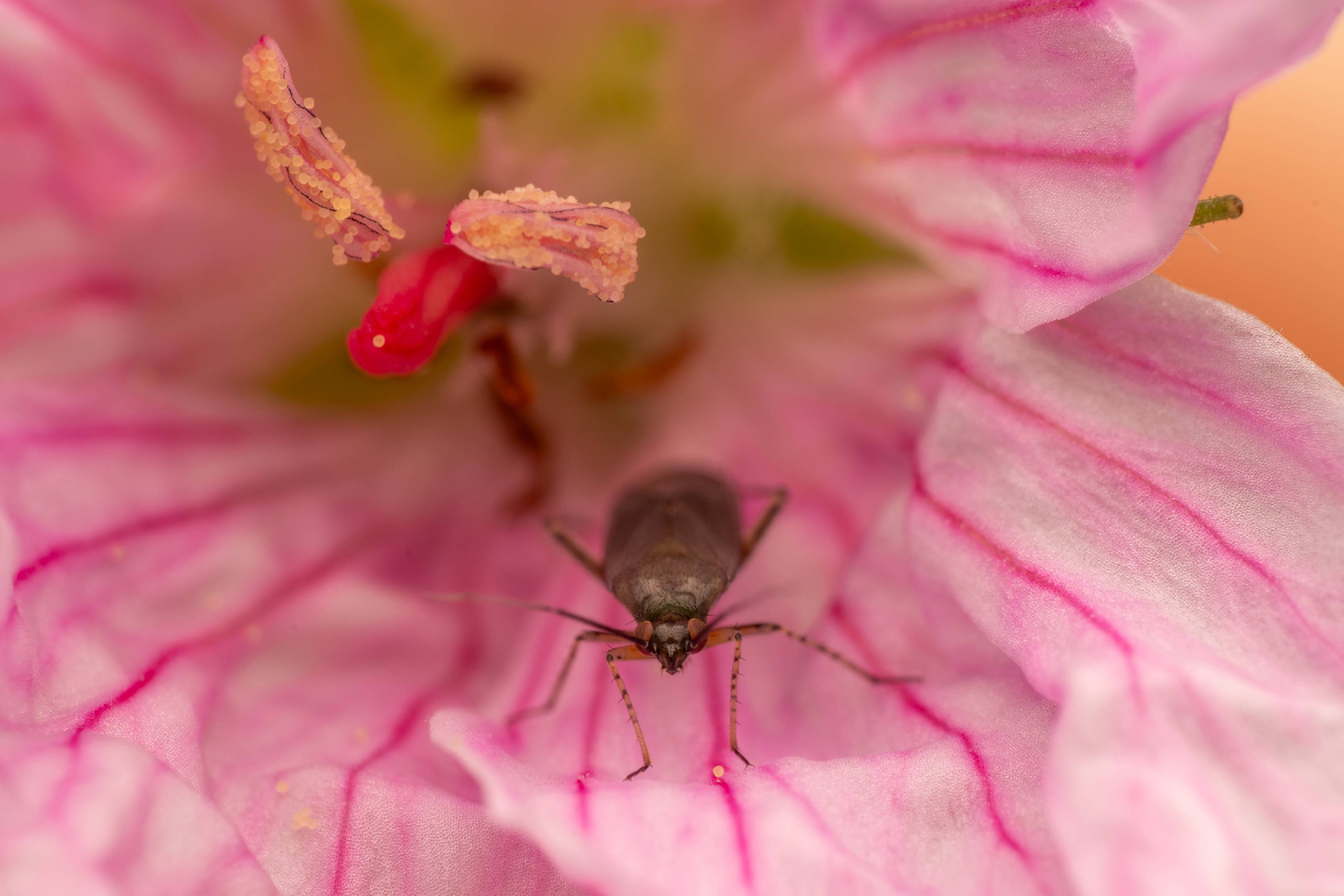 Common Nettle Flower Bug | Common Nettle Flower Bug