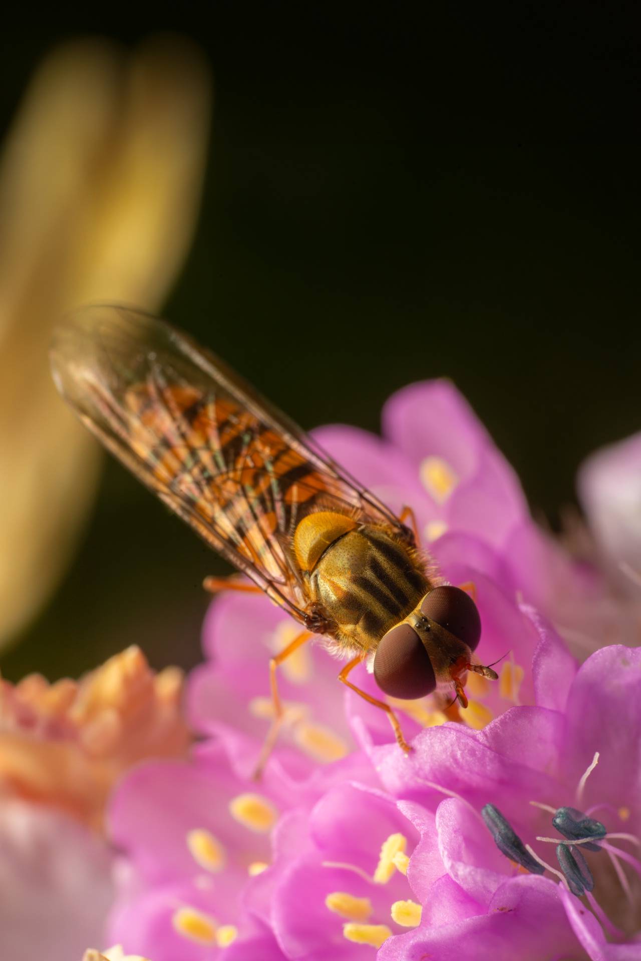 Marmalade Hover Fly | Marmalade Hover Fly