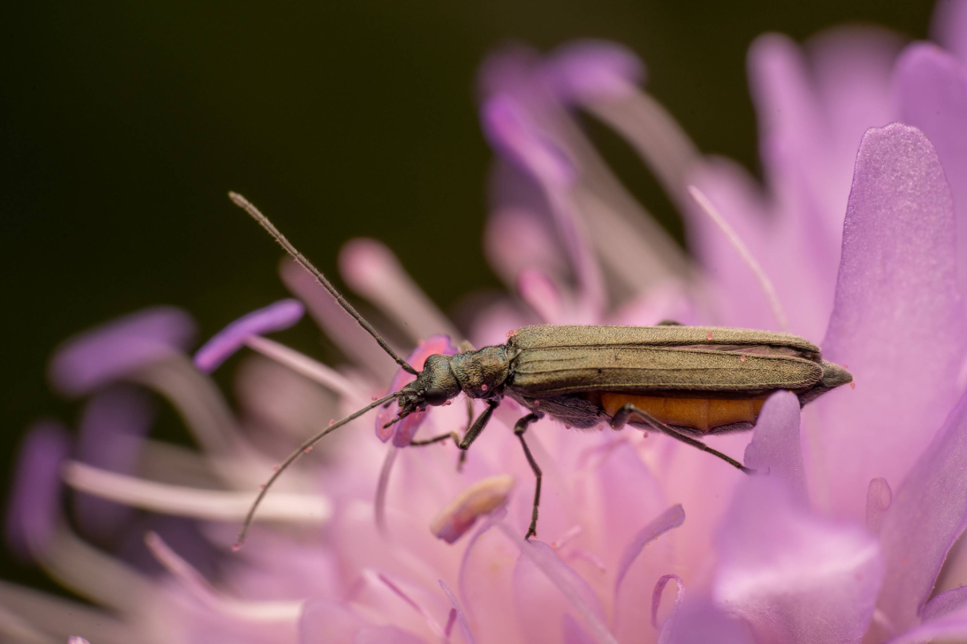 Oedemera lurida | Oedemera lurida