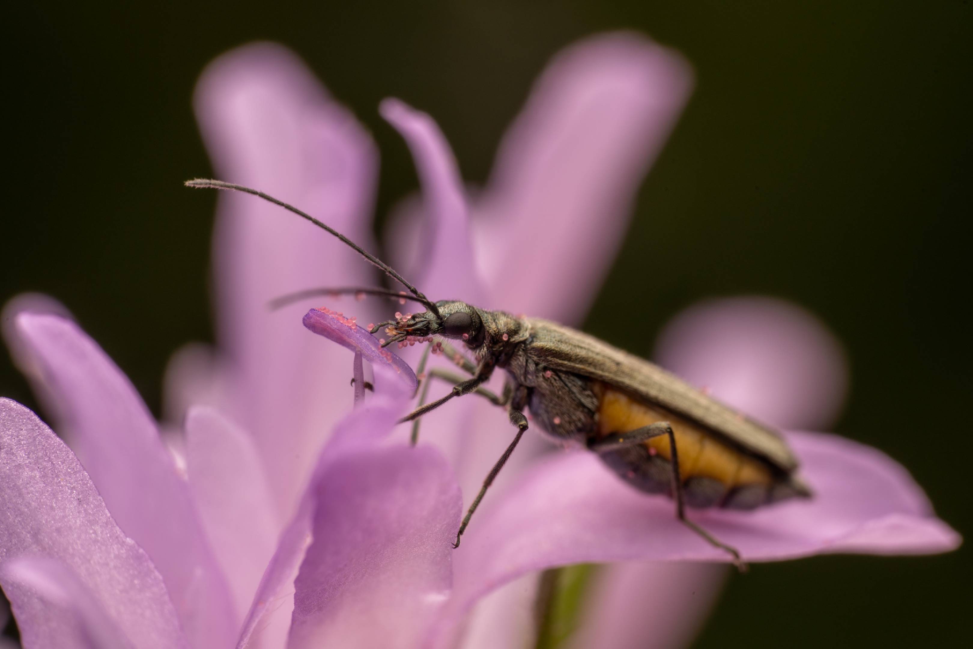 Oedemera lurida | Oedemera lurida