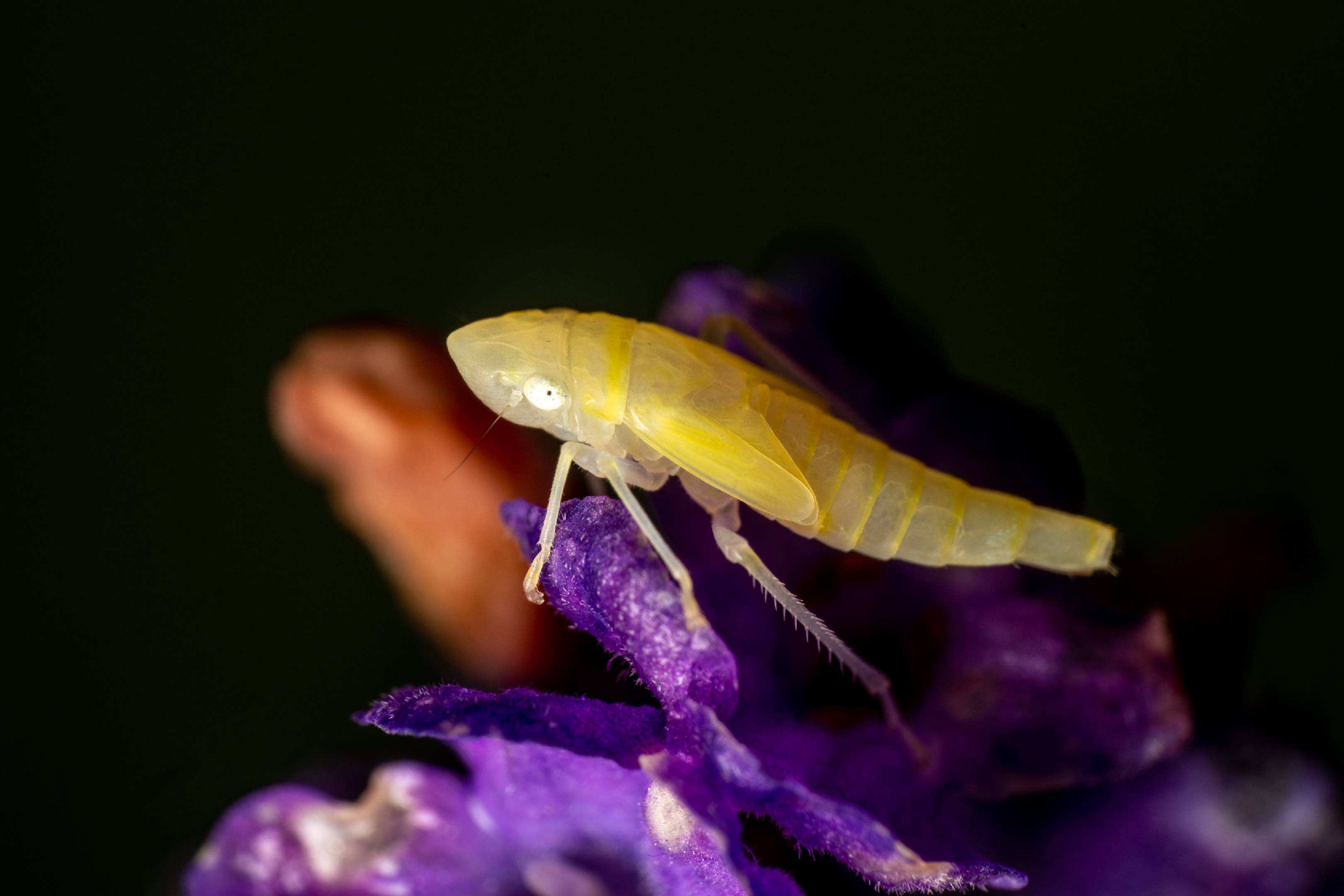 Synophropsis lauri | Synophropsis lauri