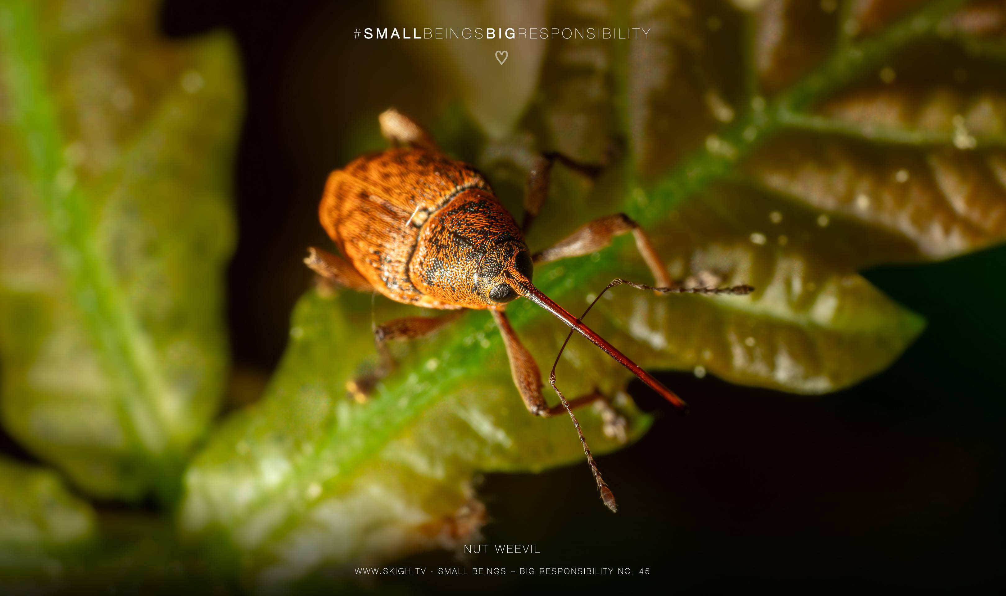 Nut weevil | 1/250s * f14 * ISO 500 * 90mm - FE 90mm F2.8 Macro G OSS - Sony α7R III Nut weevil