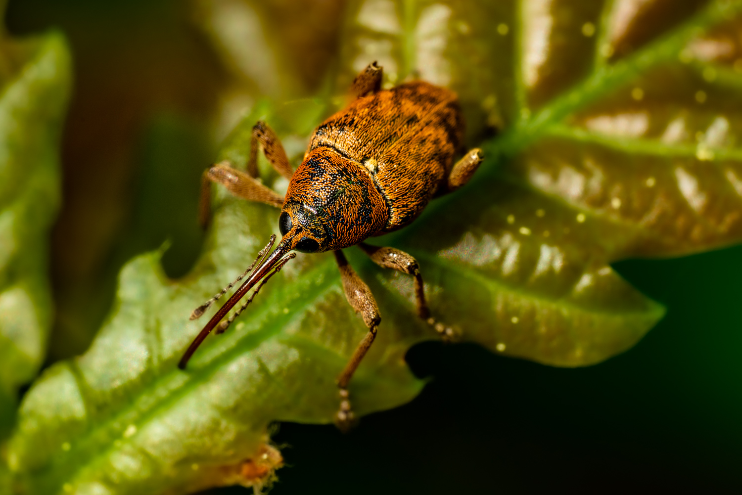 Nut weevil | 1/250s * f14 * ISO 500 * 90mm - FE 90mm F2.8 Macro G OSS - Sony α7R III Nut weevil